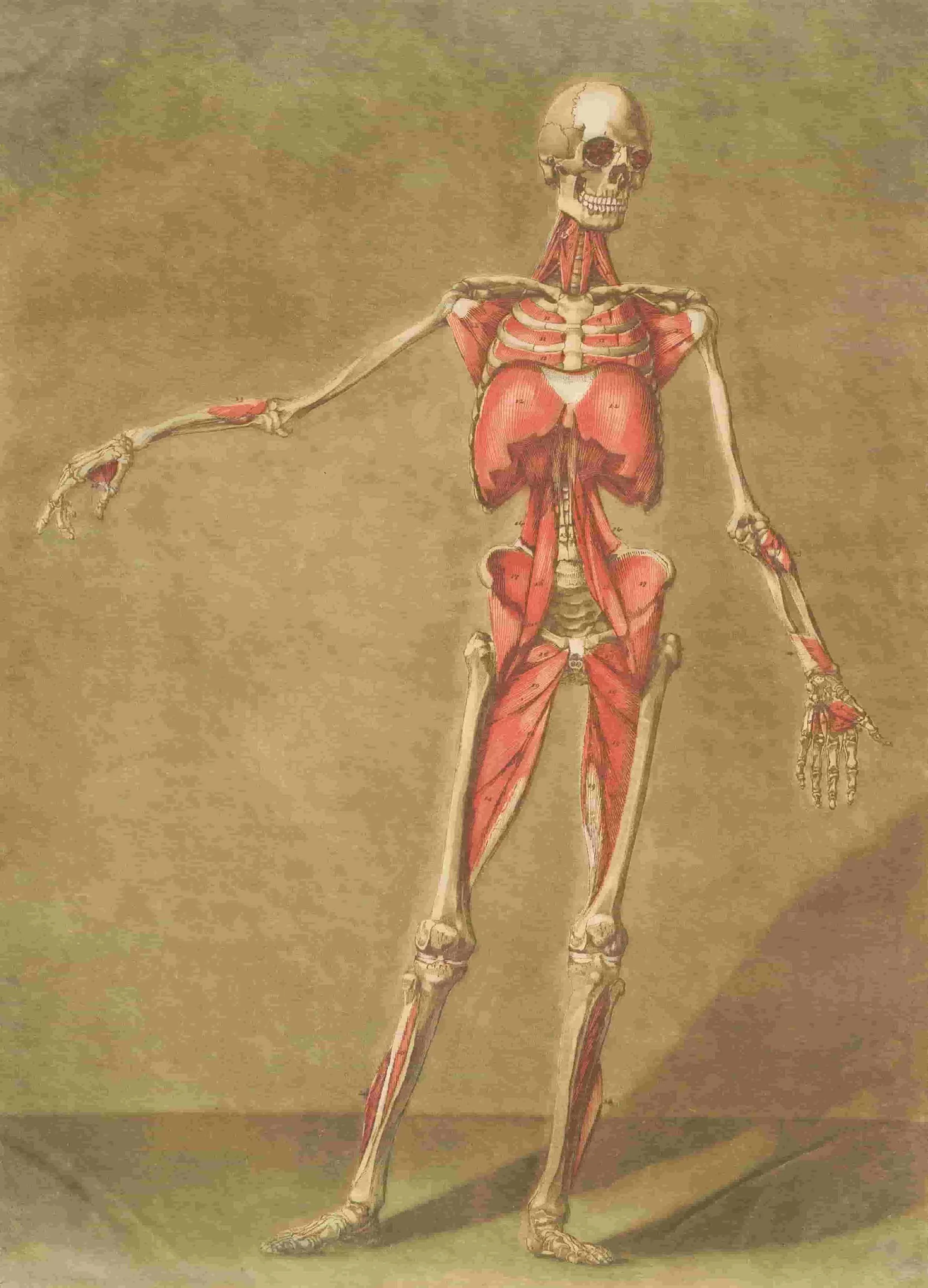 An artistic illustration of a human skeleton with muscles partially overlaid, showing muscles in red and bones in beige, standing upright with one arm extended to the side.