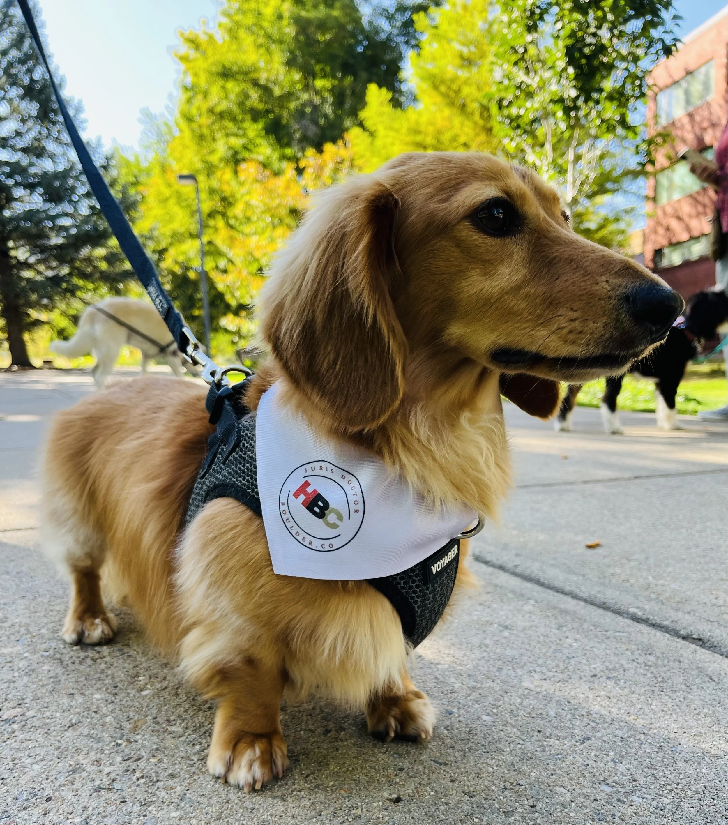 Pets and Estate Planning