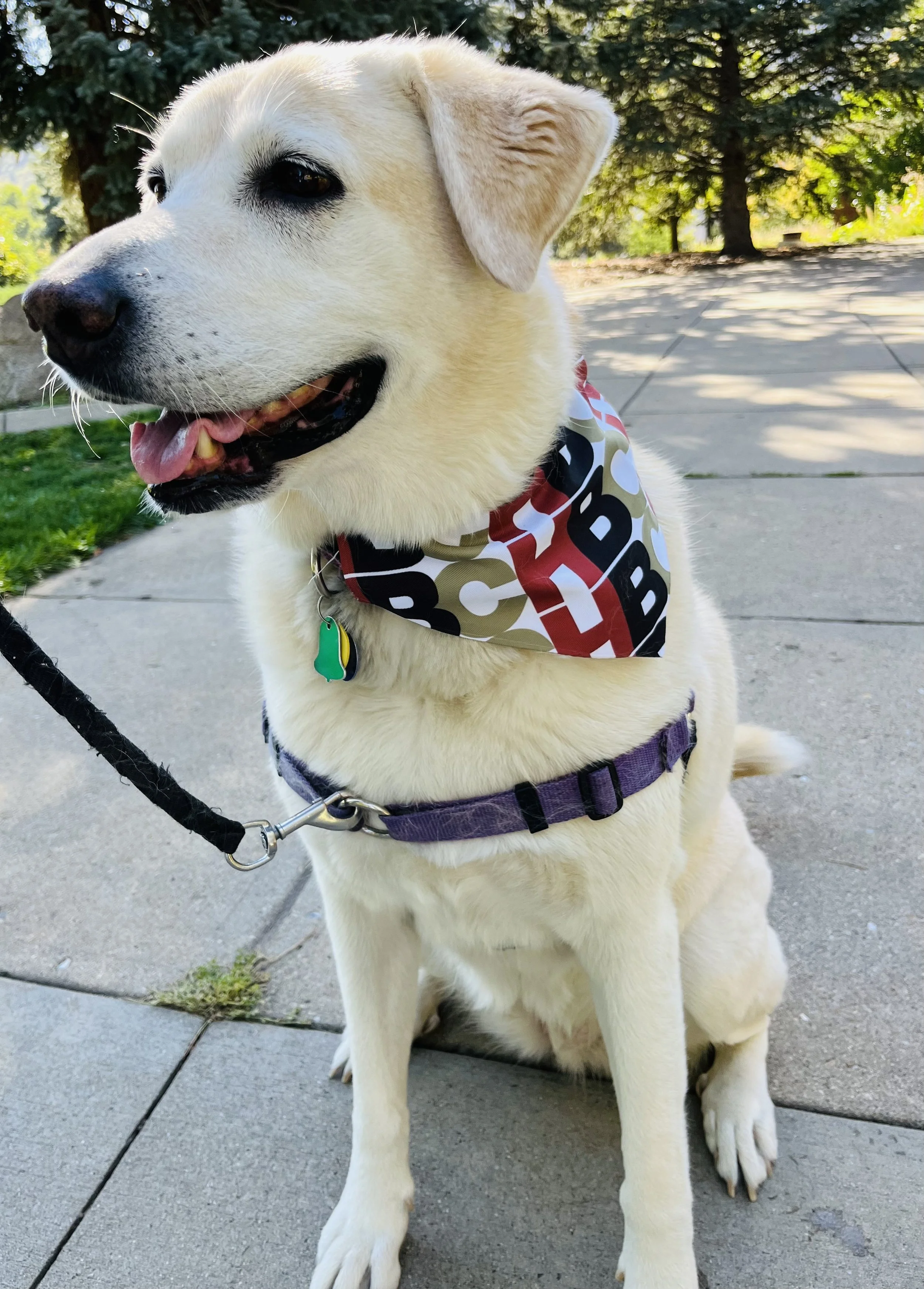 A white Labrador Retriever wearing a patterned bandana and a purple harness, sitting on a sidewalk.