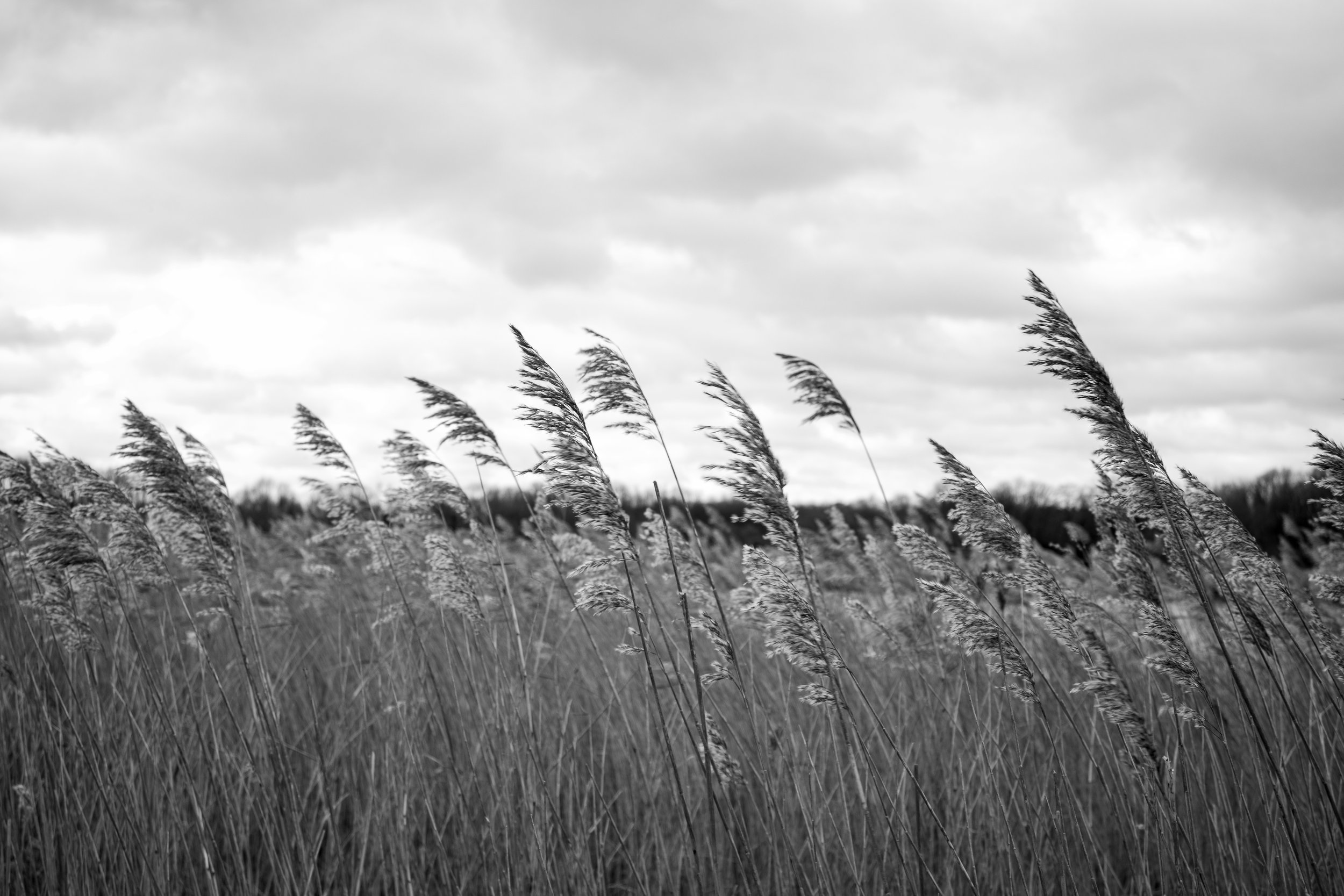 IMG_7567.jpg