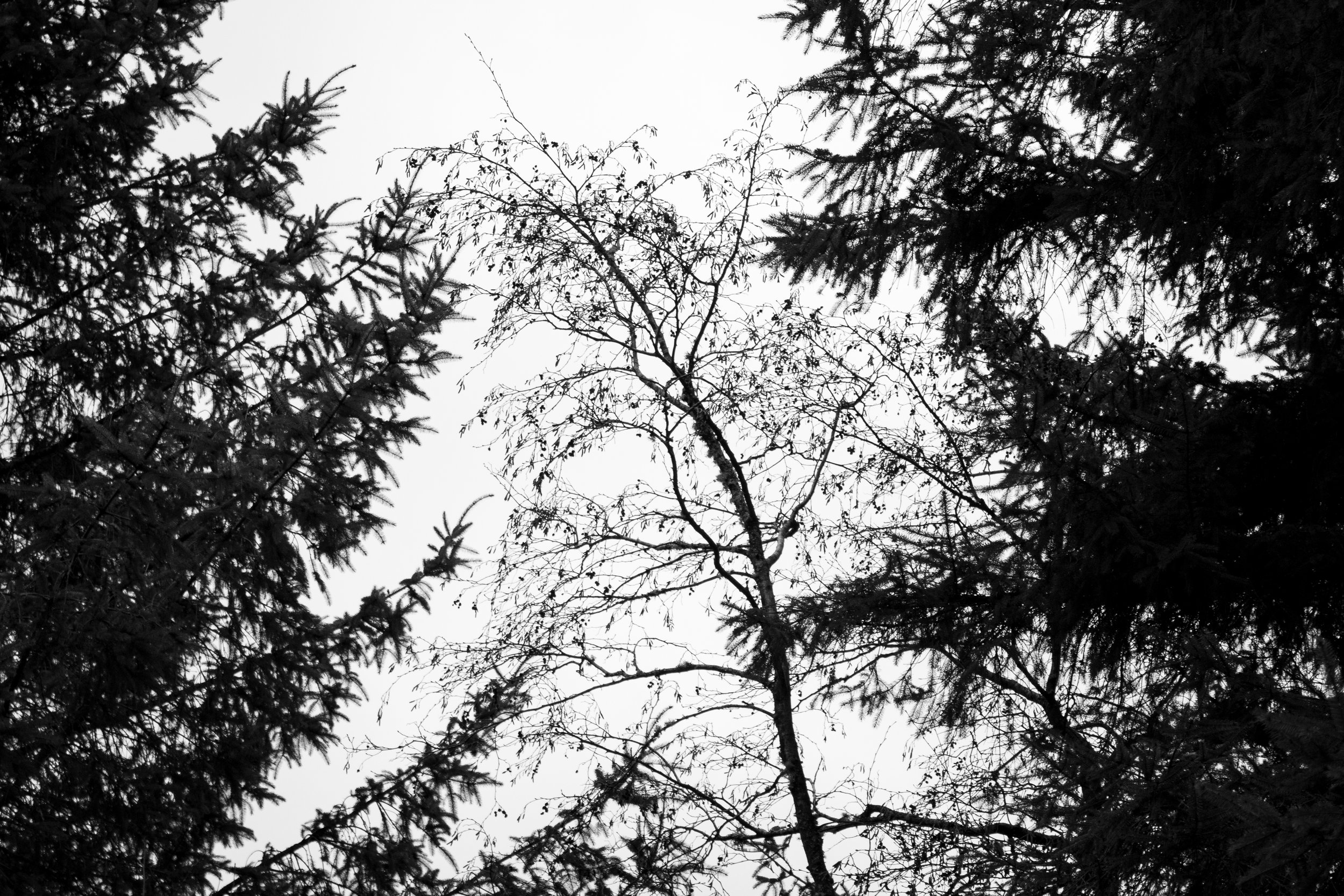 IMG_7501.jpg