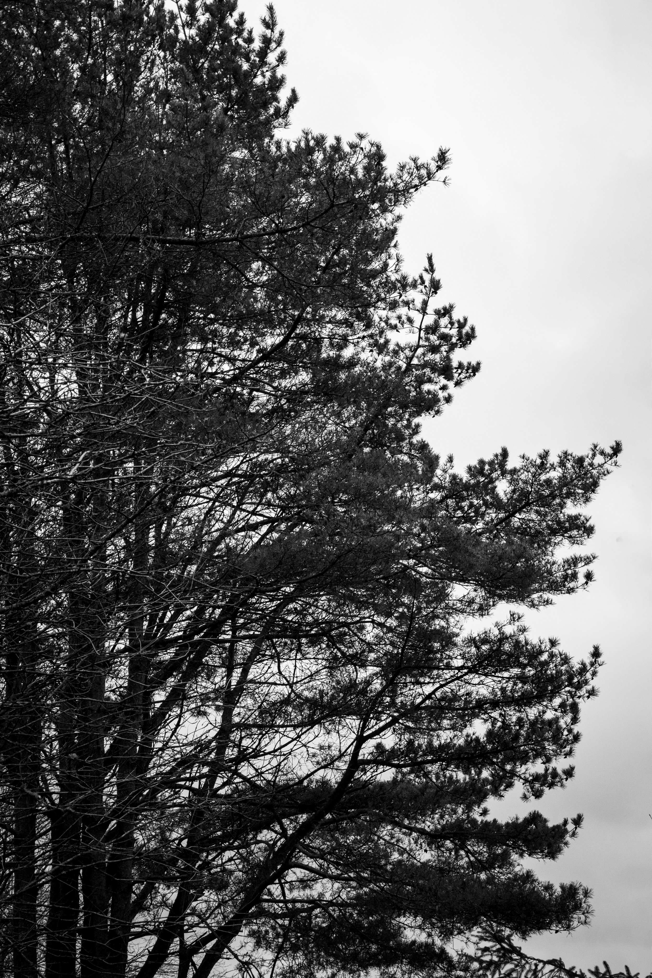 IMG_7498.jpg