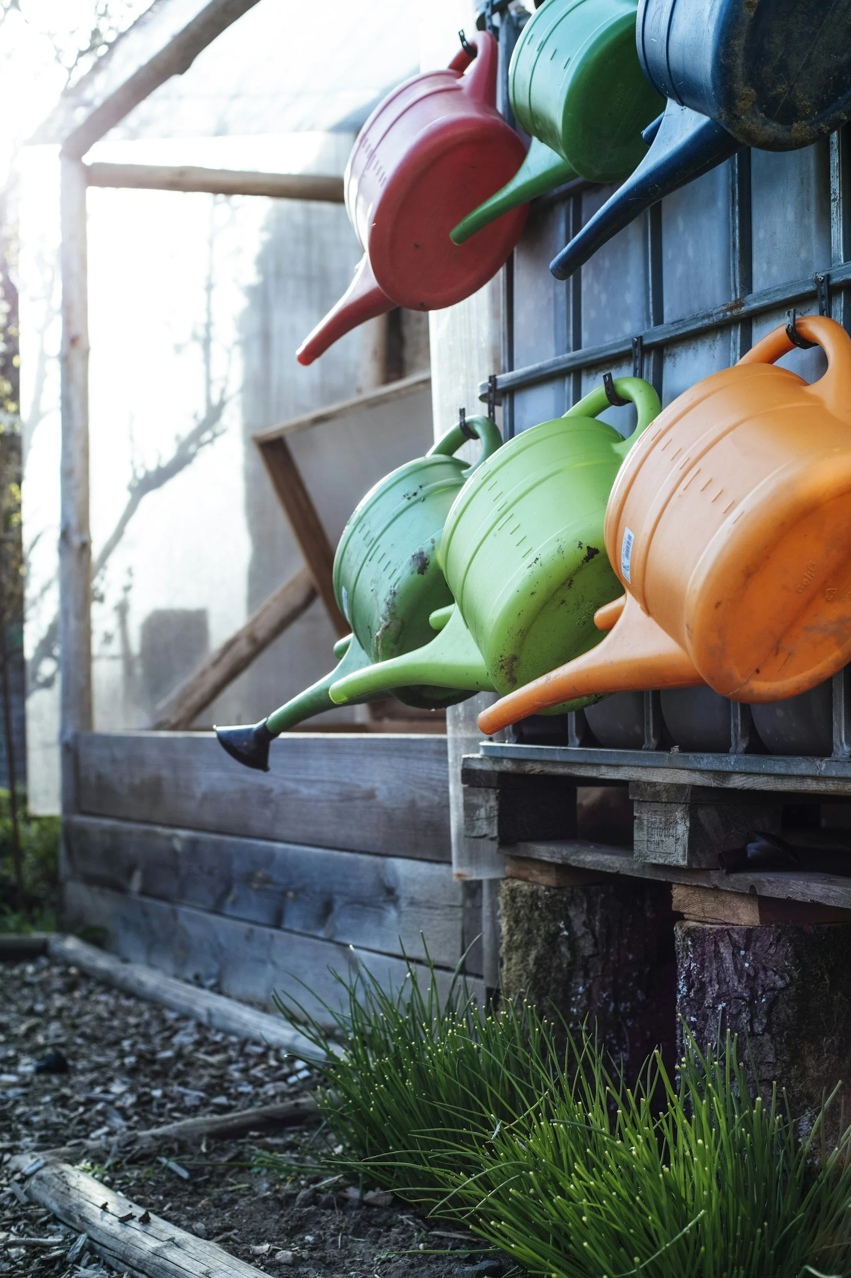 Colorful plastic watering cans hanging on a wooden wall outdoors, with a garden and trees in the background.