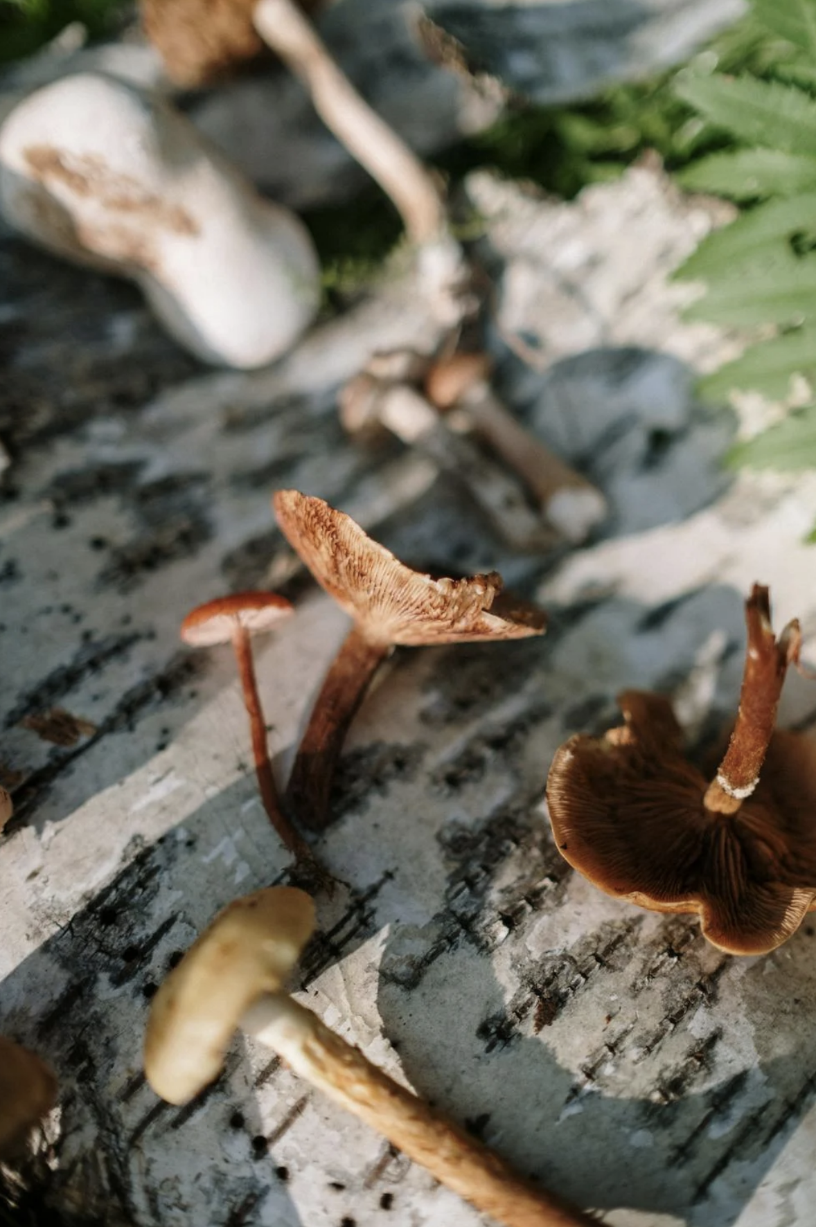 NatureCore Summer Camp