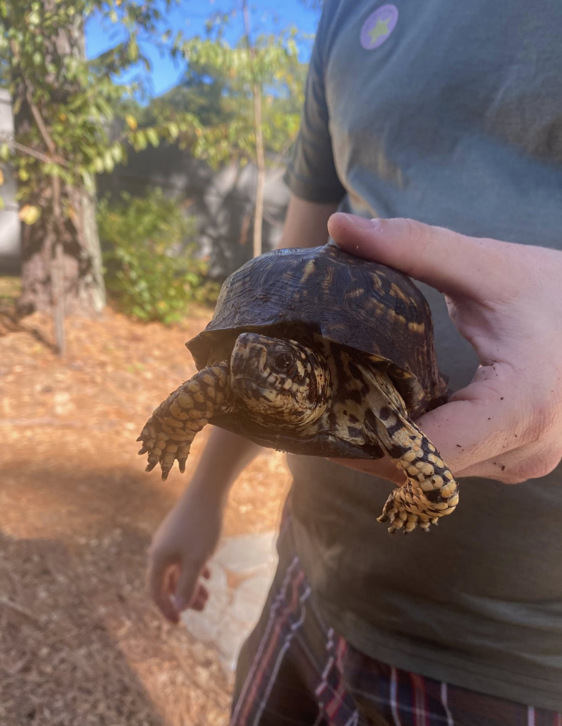 Person holding a baby turtle outdoors with trees and a fence in the background.