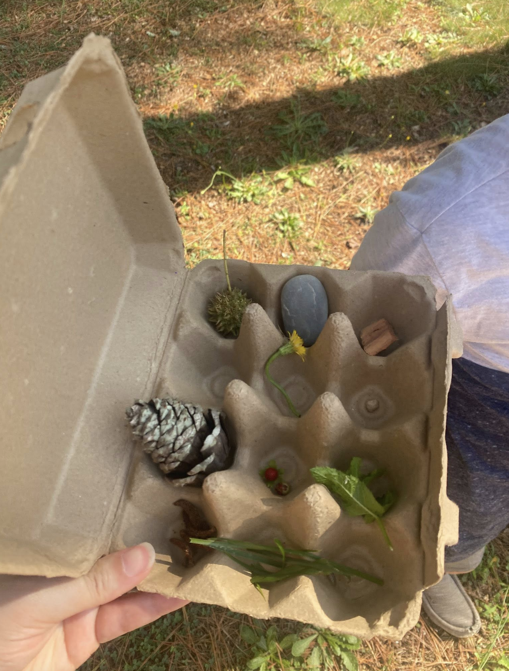 Open cardboard egg carton containing pine cone, smooth stone, small flowers, leaves, and small natural objects outdoors.
