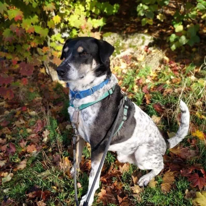 Dog of the Month - Garrett.jpeg