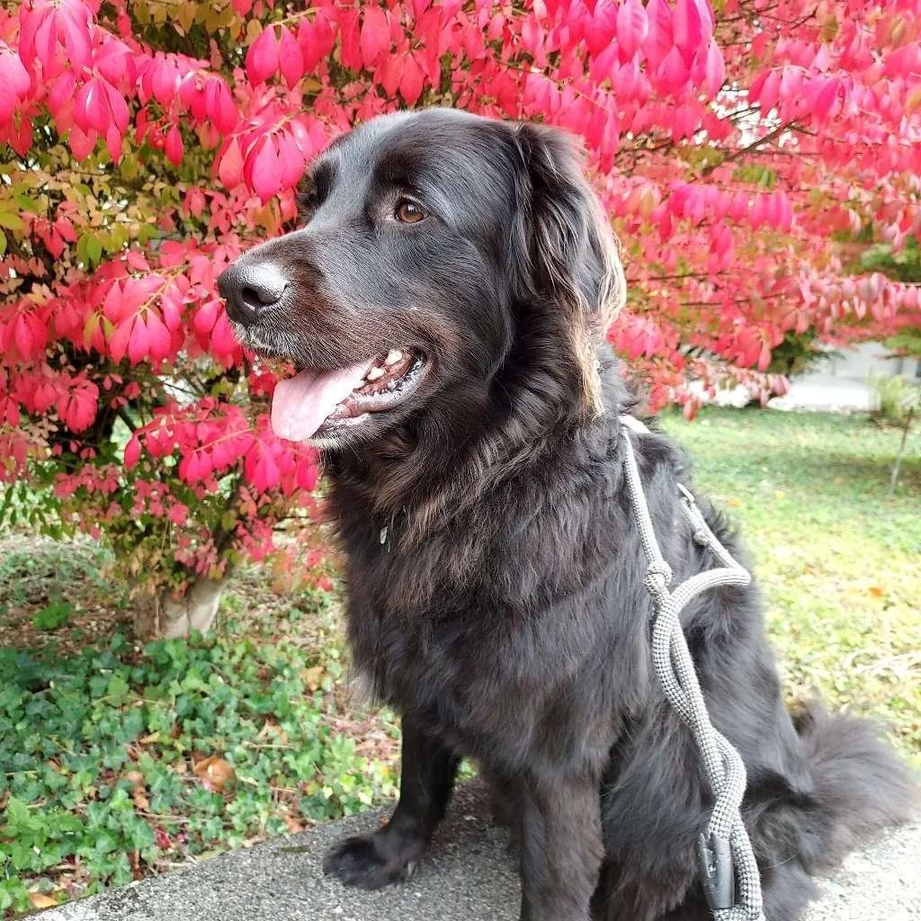 Dog of the Month - Panther.jpeg