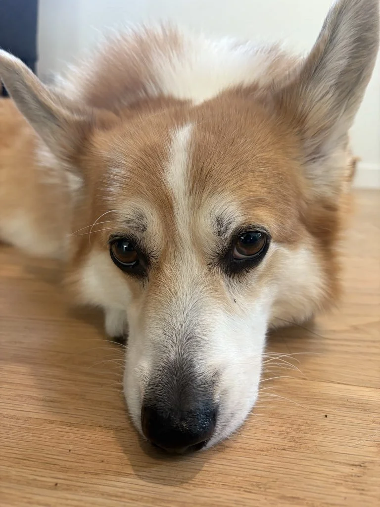 Feni : March Dog of the Month