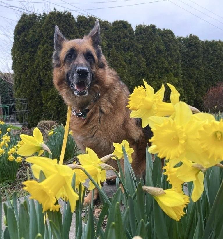 Dog in the Flowers.jpg
