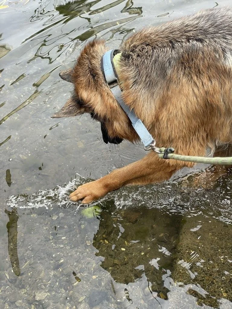 Dog Wading in the Water.JPG