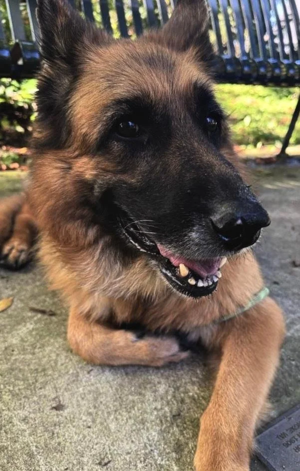 Daffodil - April Dog of the Month!