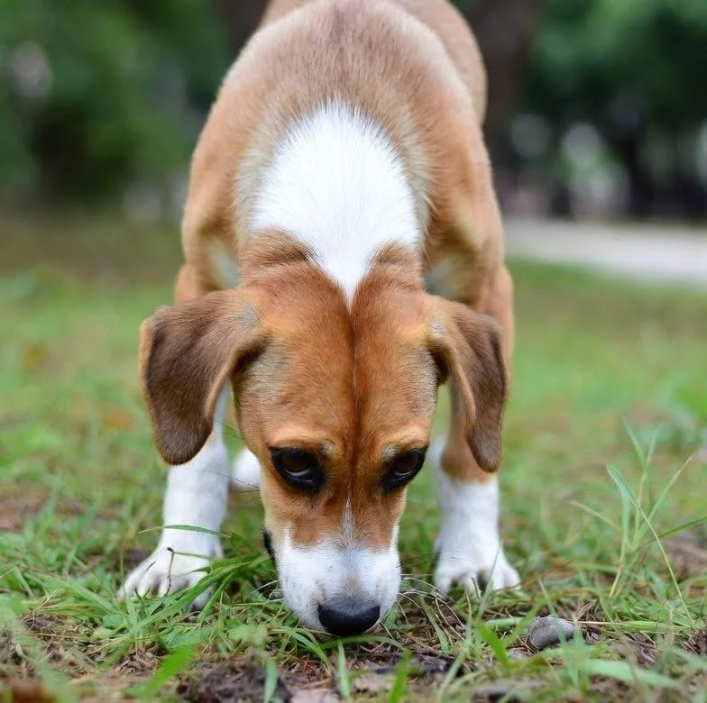 Beagle puppy eating grass outdoors.