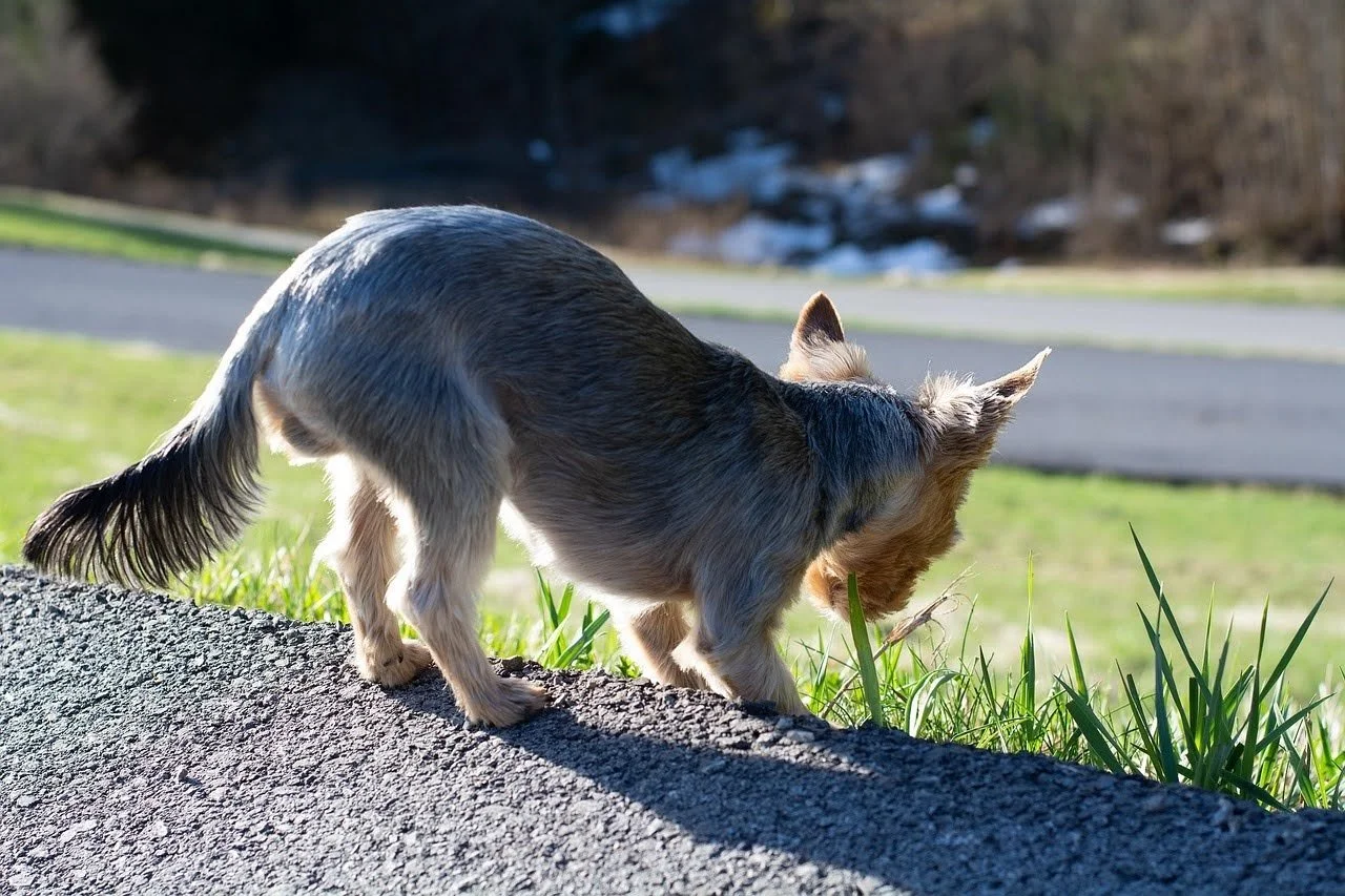 Yorkshire terrier sniffing grass on walk.