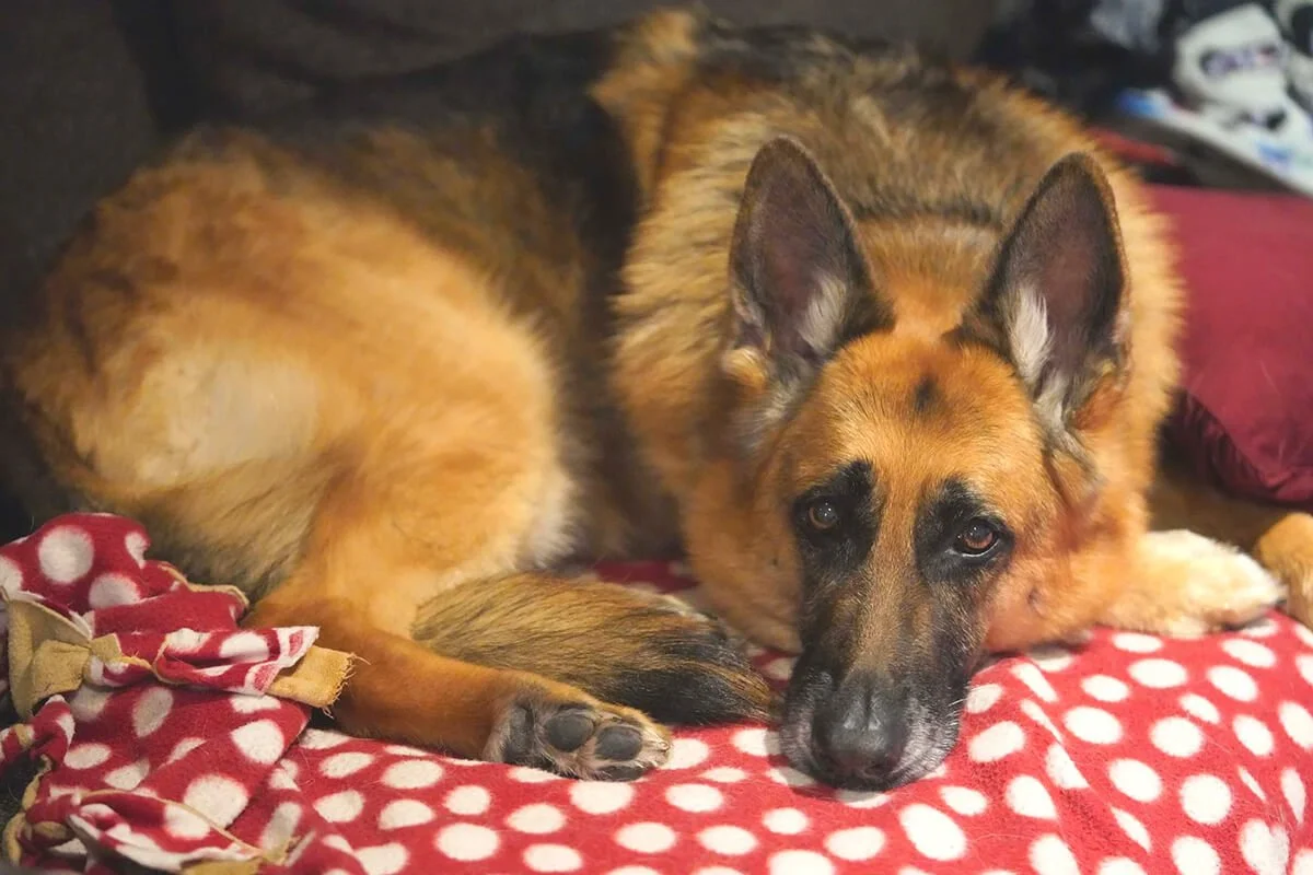 Dog of the Month - September ‘25