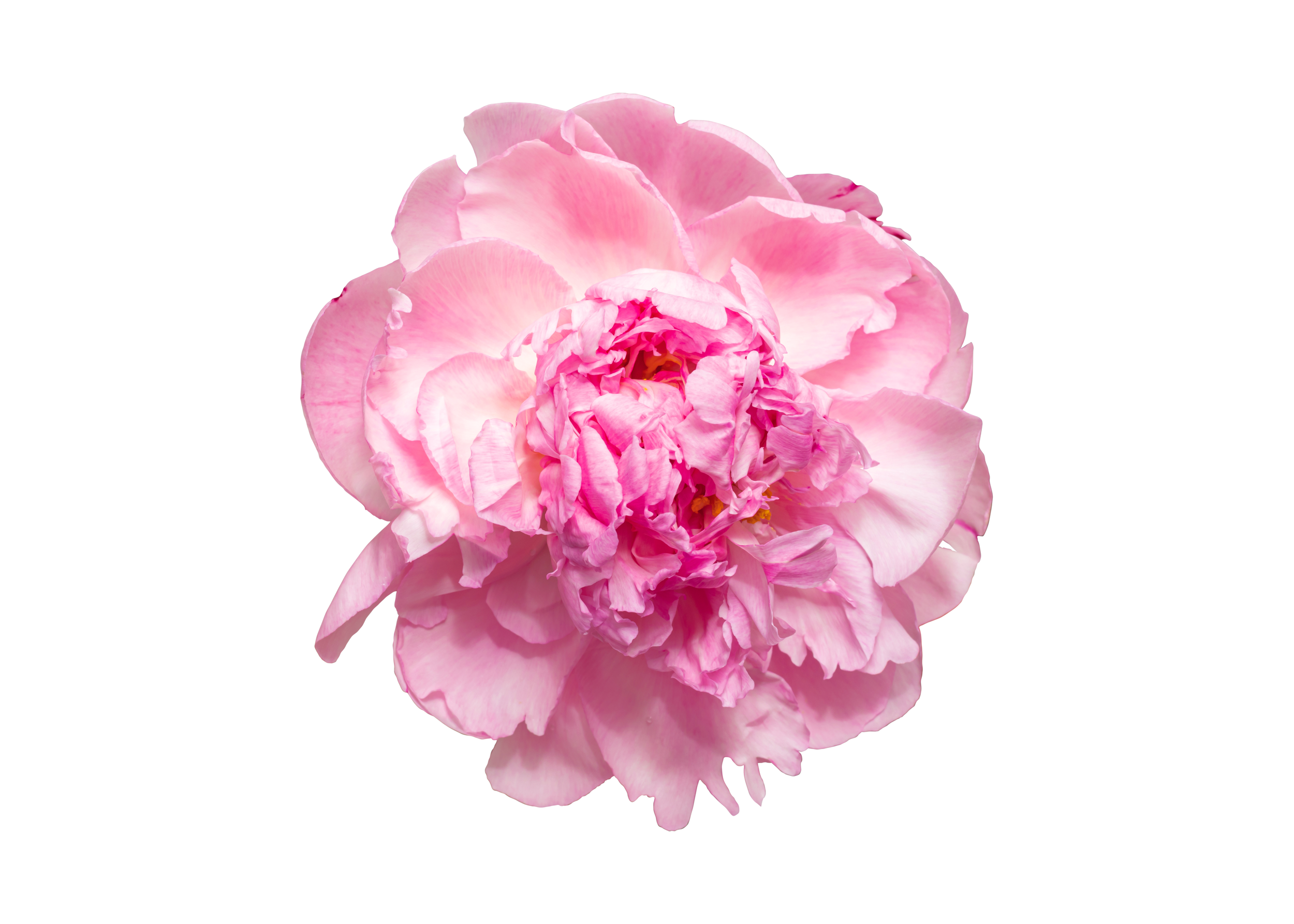 Close-up of a pink peony flower with layered petals on a white background.