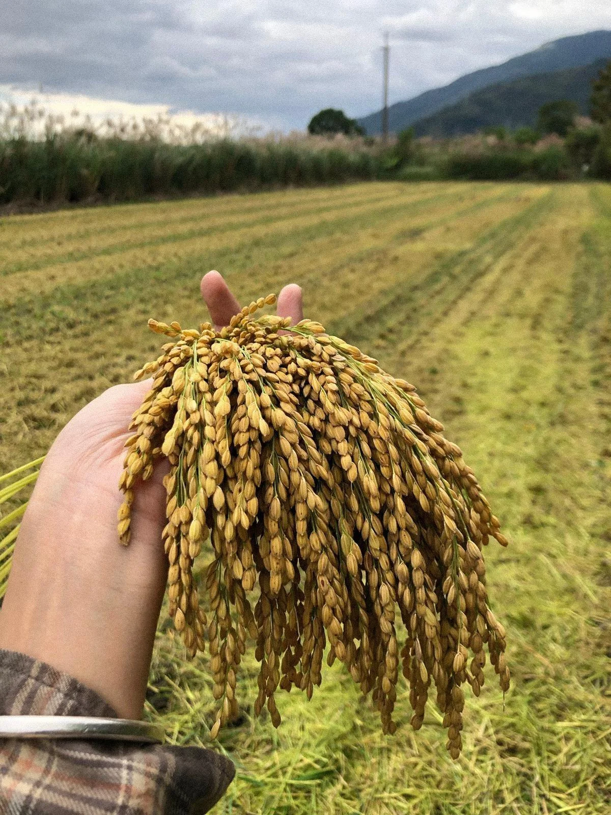 A hand holding a bundle of rice stalks in a lush, harvested rice field with distant trees and mountains under an overcast sky.