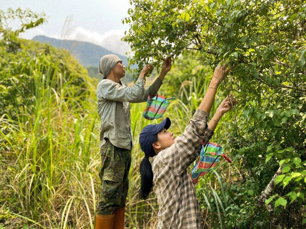 Two people picking fruit from a tree in a lush, grassy area with hills in the background.