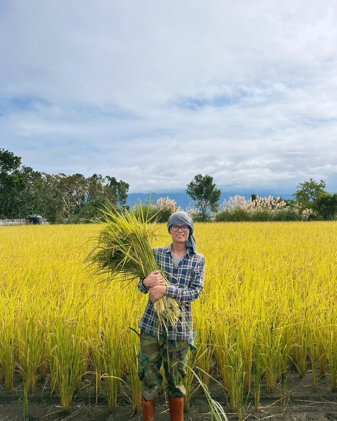 Person holding harvested crops in a rice field under a cloudy sky