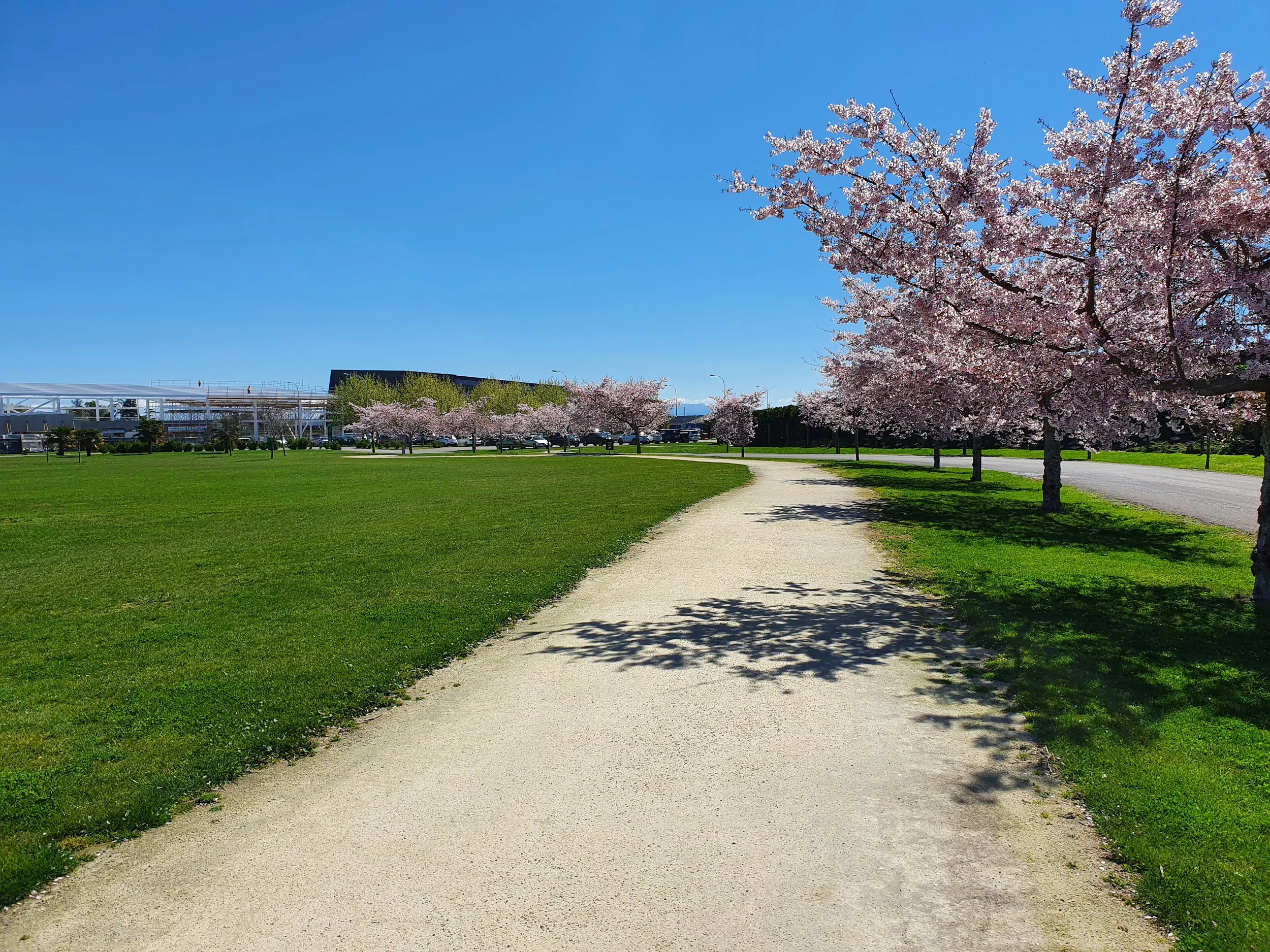 Cherry blossom trees lining a curved pathway in a park with a green lawn, under a clear blue sky.