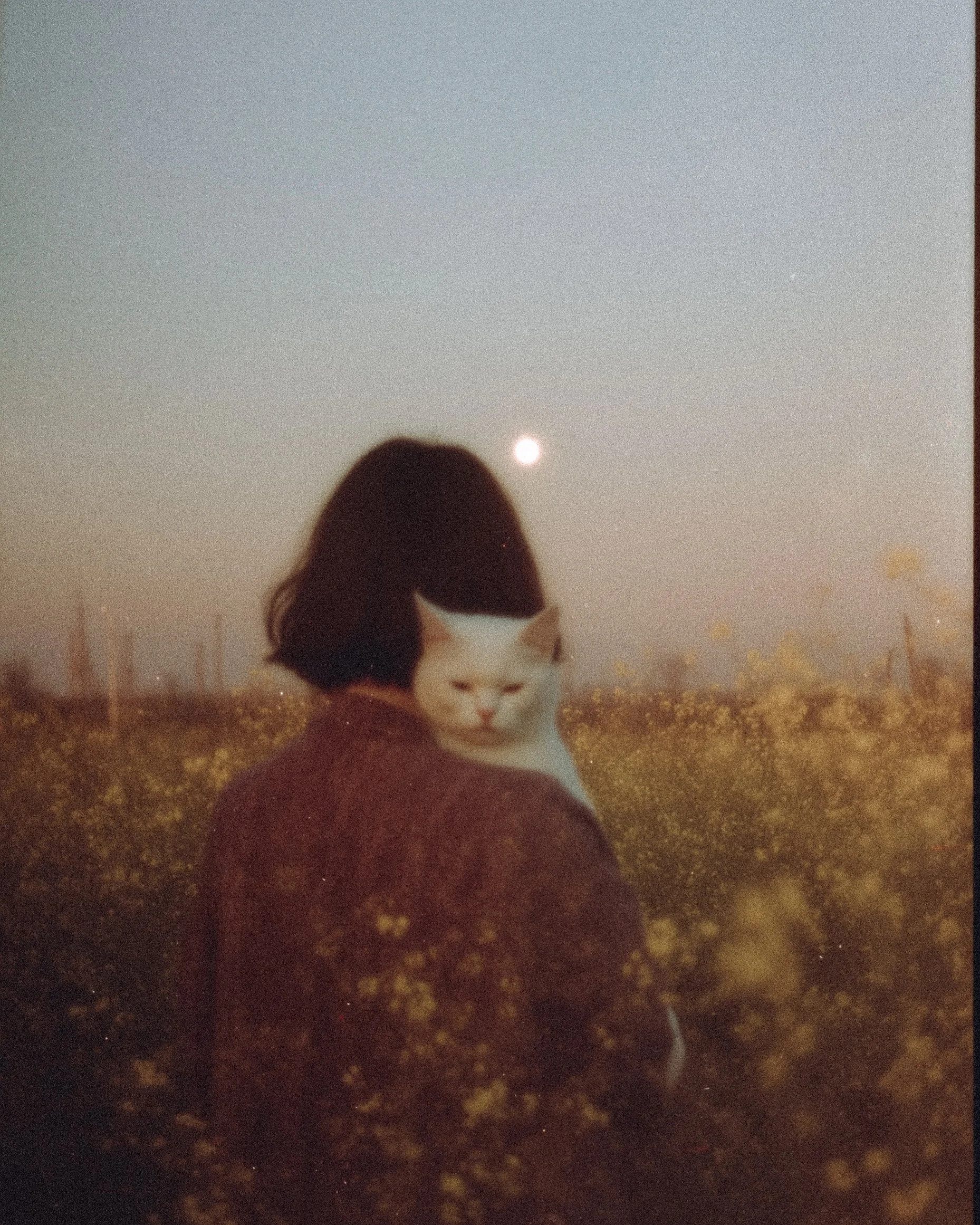 A person with shoulder-length hair holding a white cat, standing in a field of yellow flowers during sunset or dusk with the moon visible in the sky.