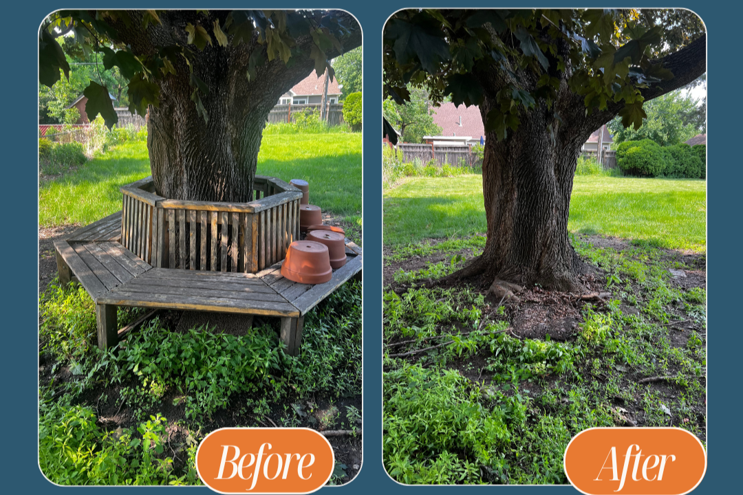 Side-by-side comparison of a tree's location before and after clearing around its base. The left image shows a tree with a wooden bench and plant pots around it, with overgrown grass and plants. The right image shows the same tree after removing the 