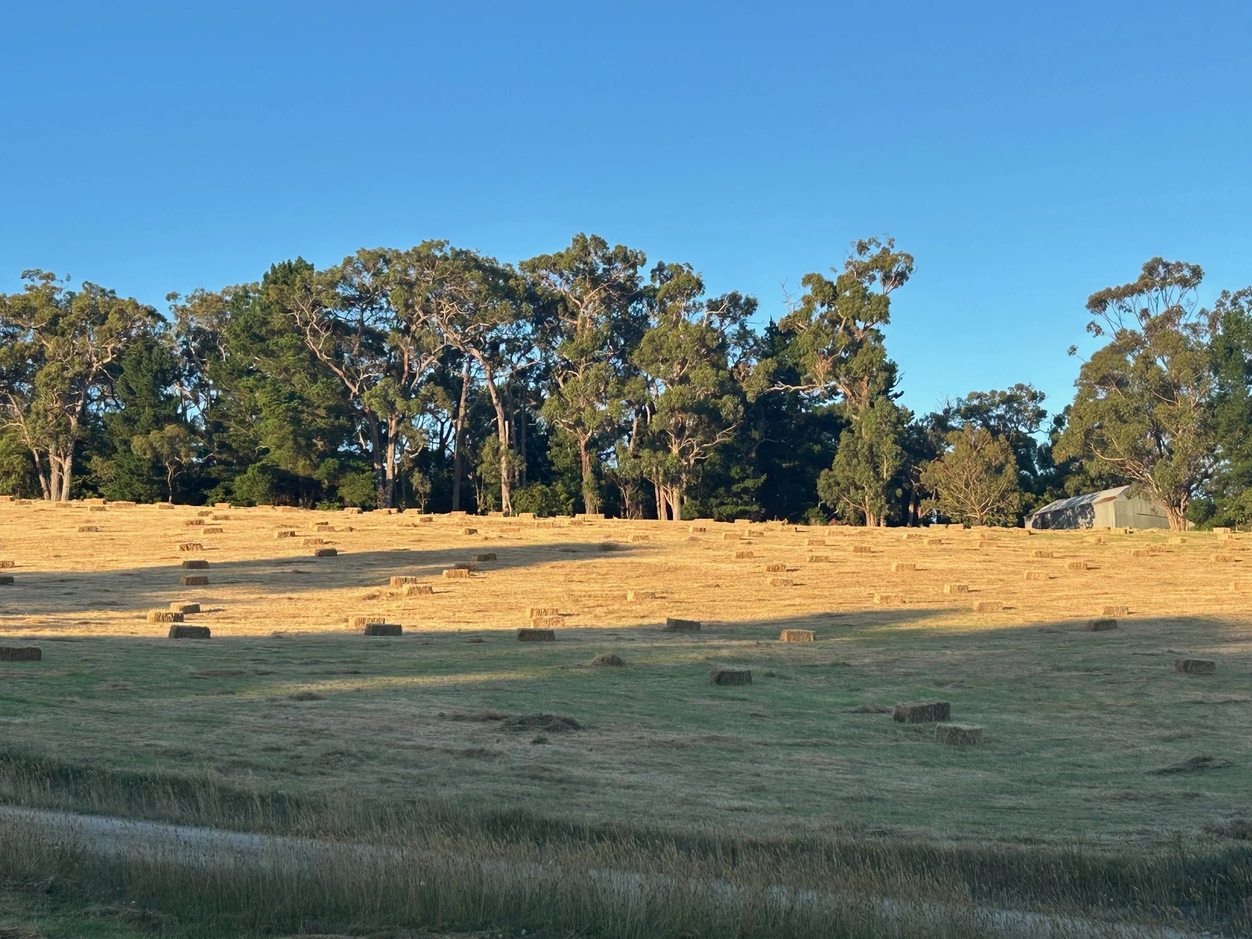A rural scene with a large field and hay bales, bordered by a line of trees under a clear blue sky.