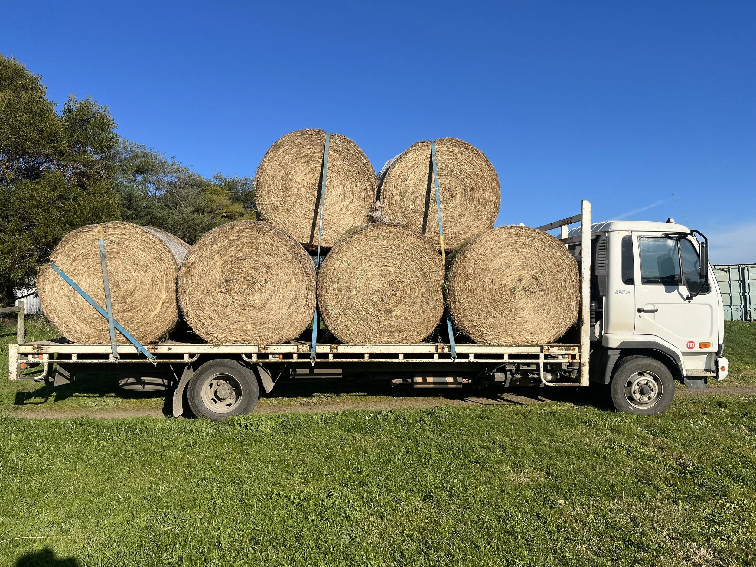 A white flatbed truck carrying six large round hay bales on a grassy field under a clear blue sky.