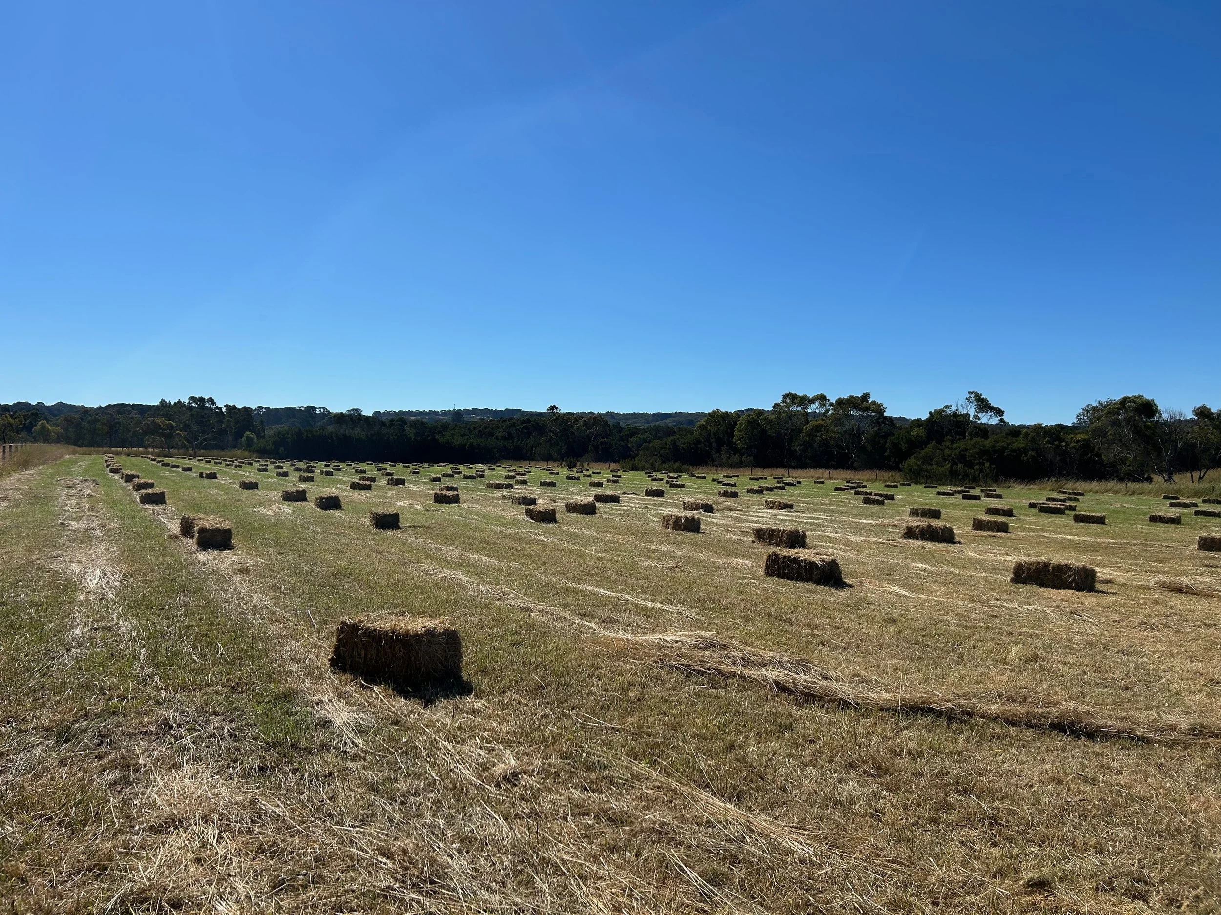 A clear blue sky over a field with hay bales arranged in rows, with a tree line in the background.
