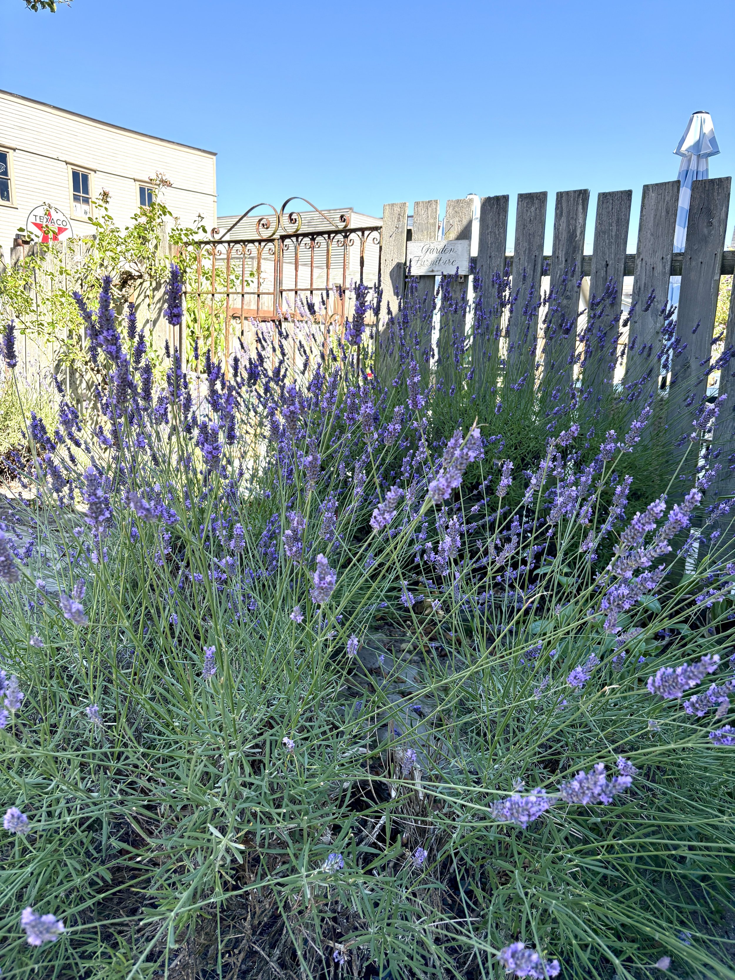 Go Outside.Garden Lavender.JPG