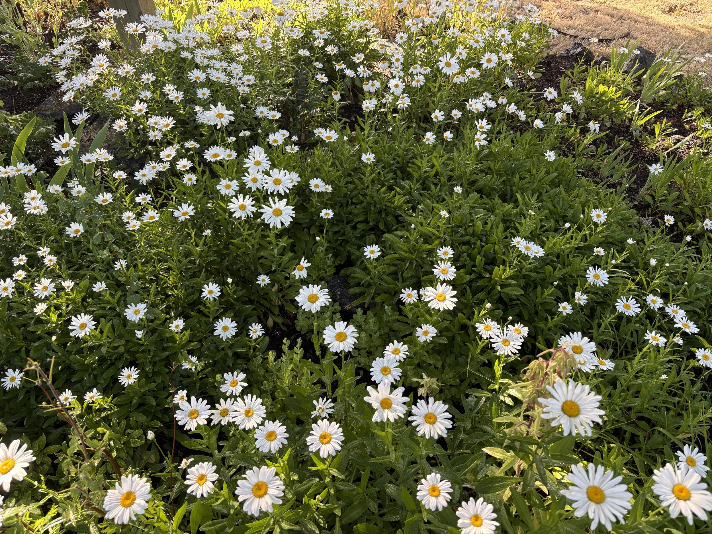 La Dolce Vita - Go Outside Style