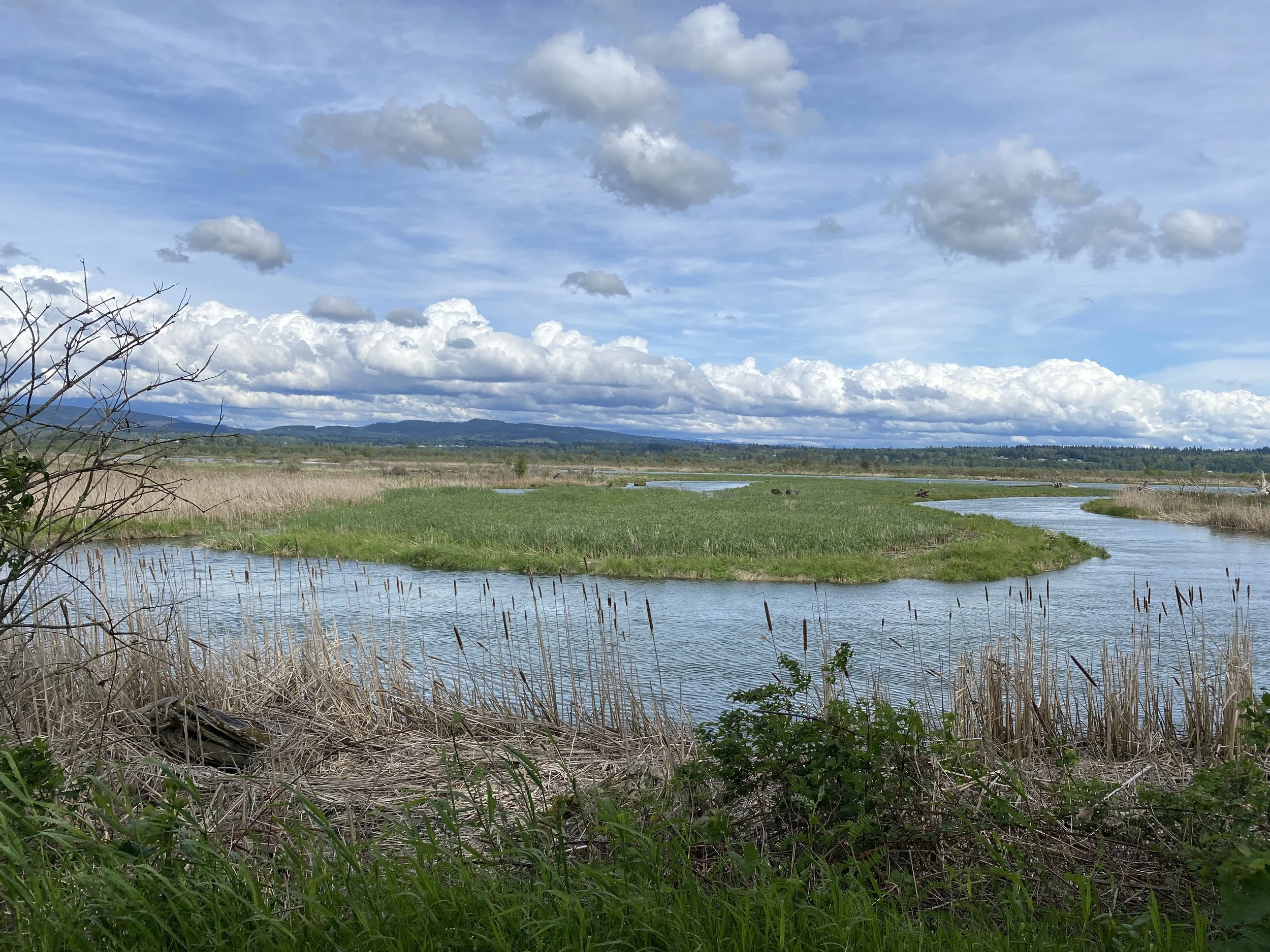 Favorite Spring Skagit Valley Walks