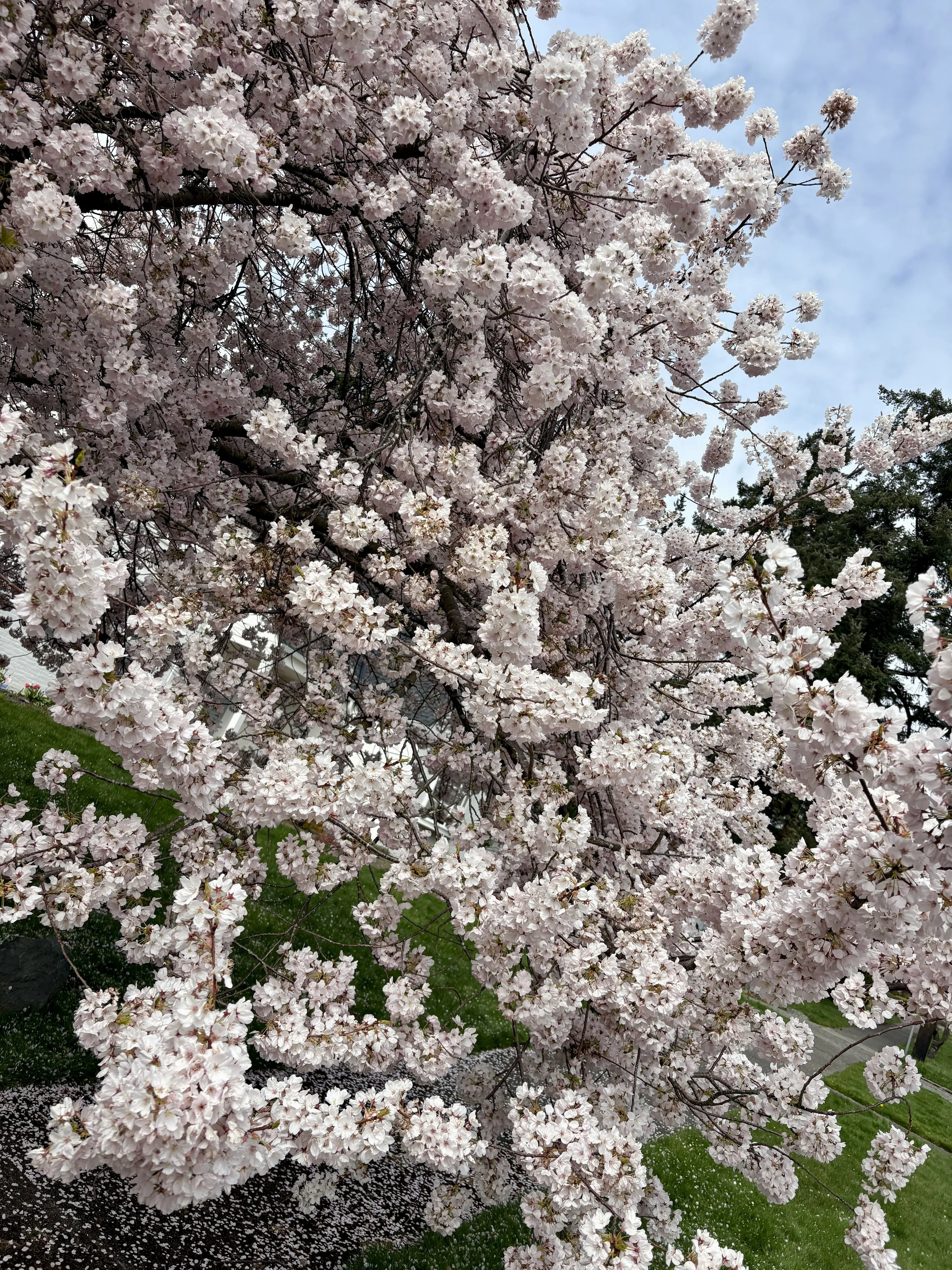Cherry Blossem Three 2.JPG