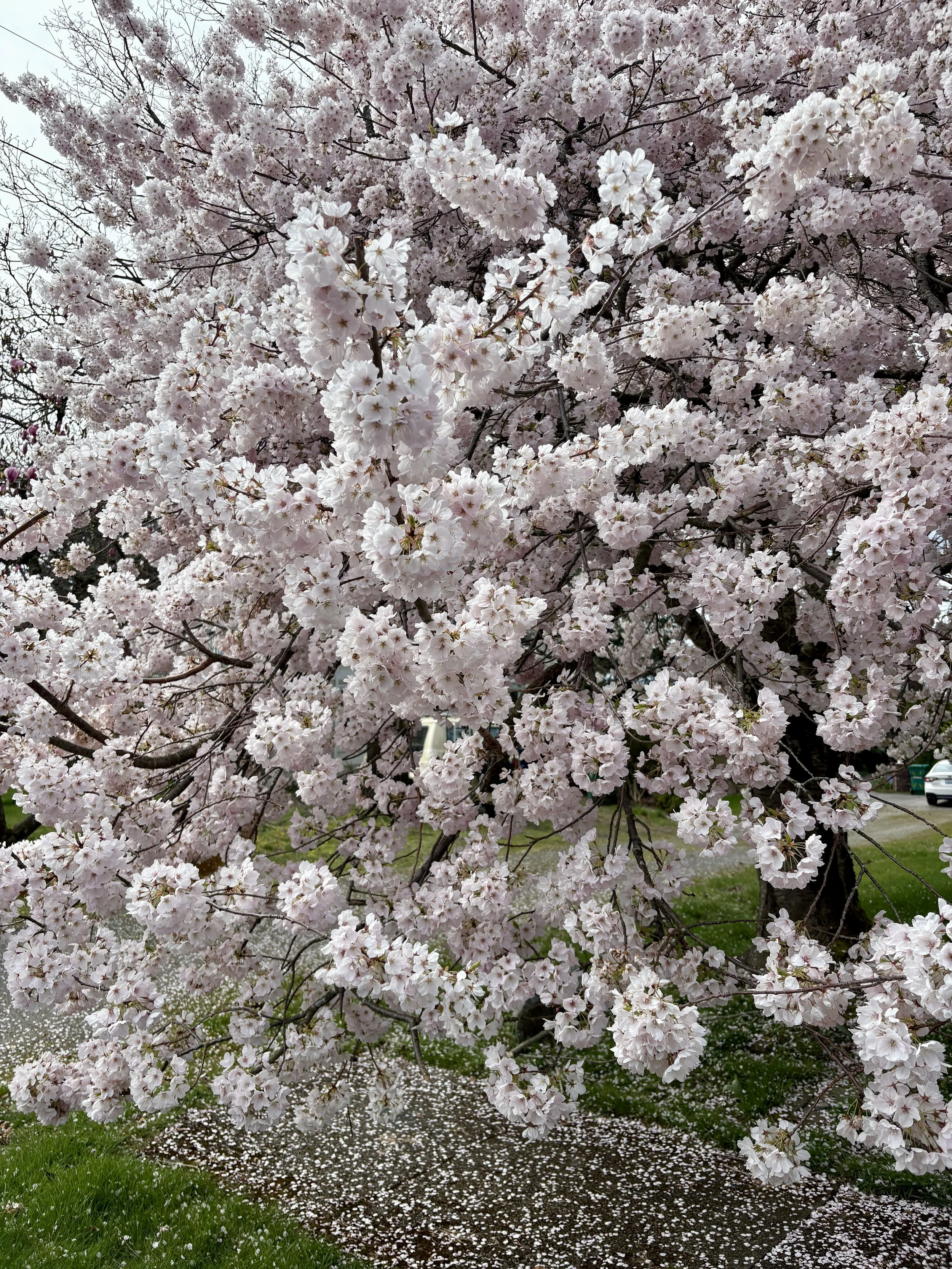 Cherry Blossom Tree.JPG