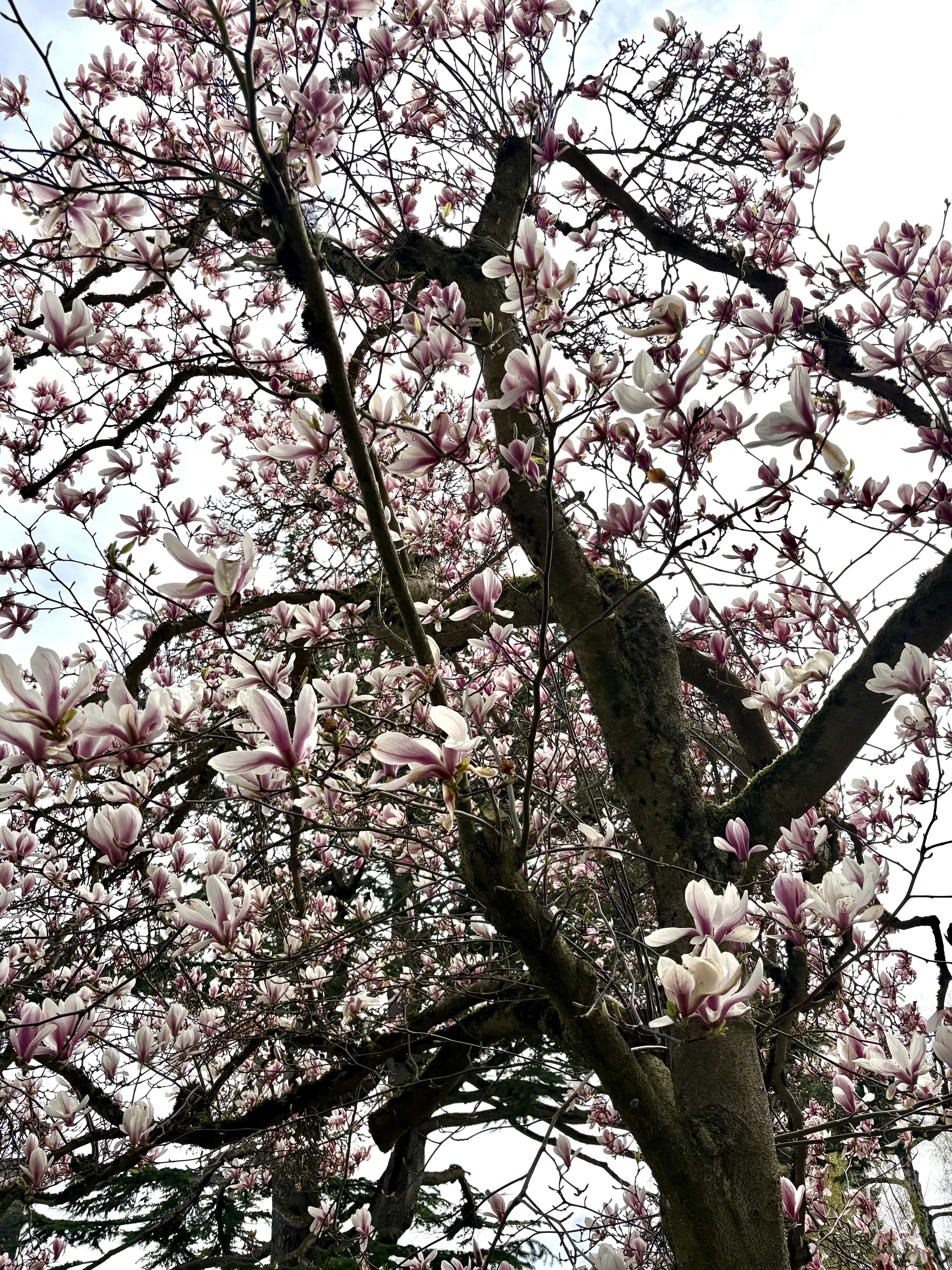 Magnolia Tree.JPG