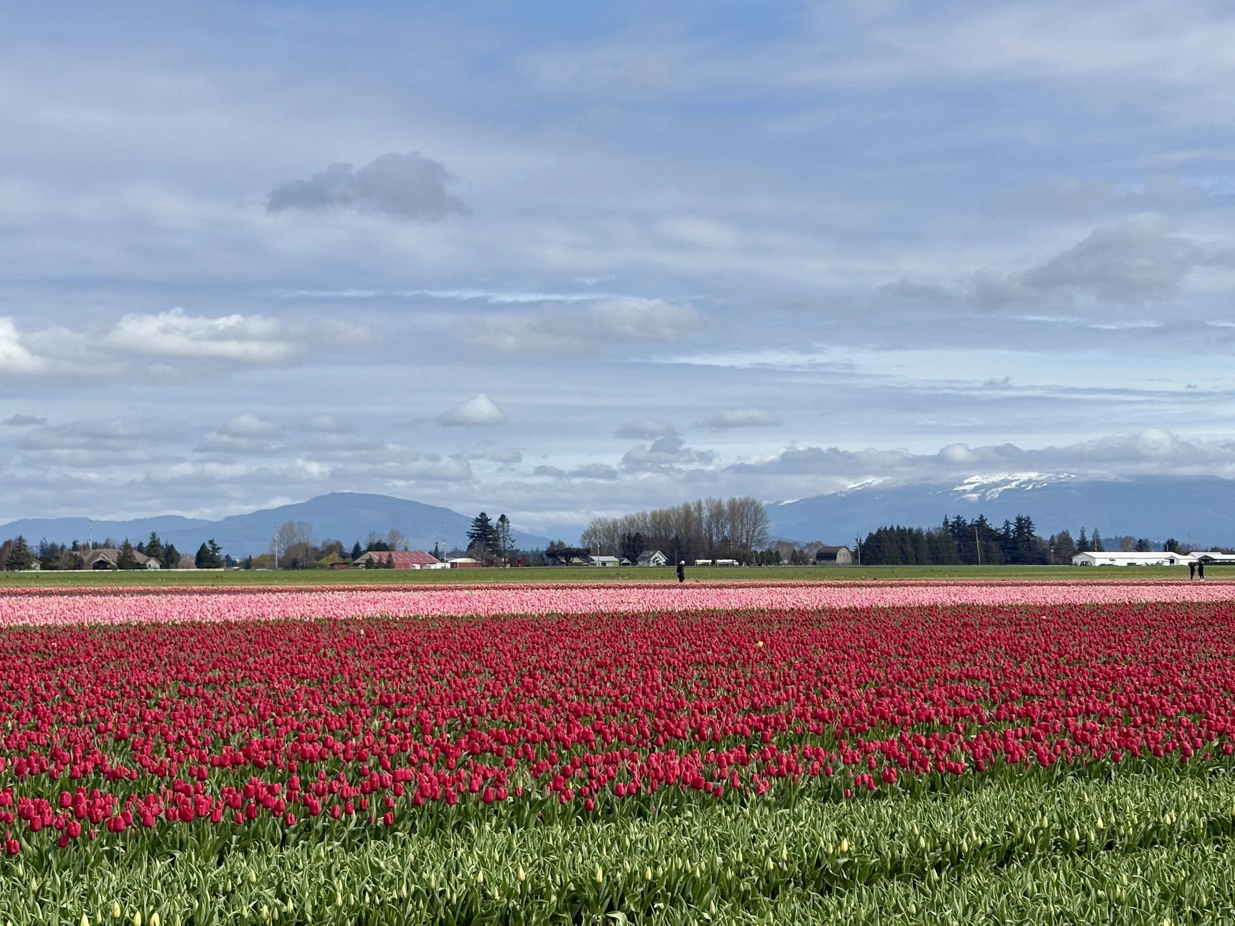 The Go Outside Guild to Finding the Tulip Fields