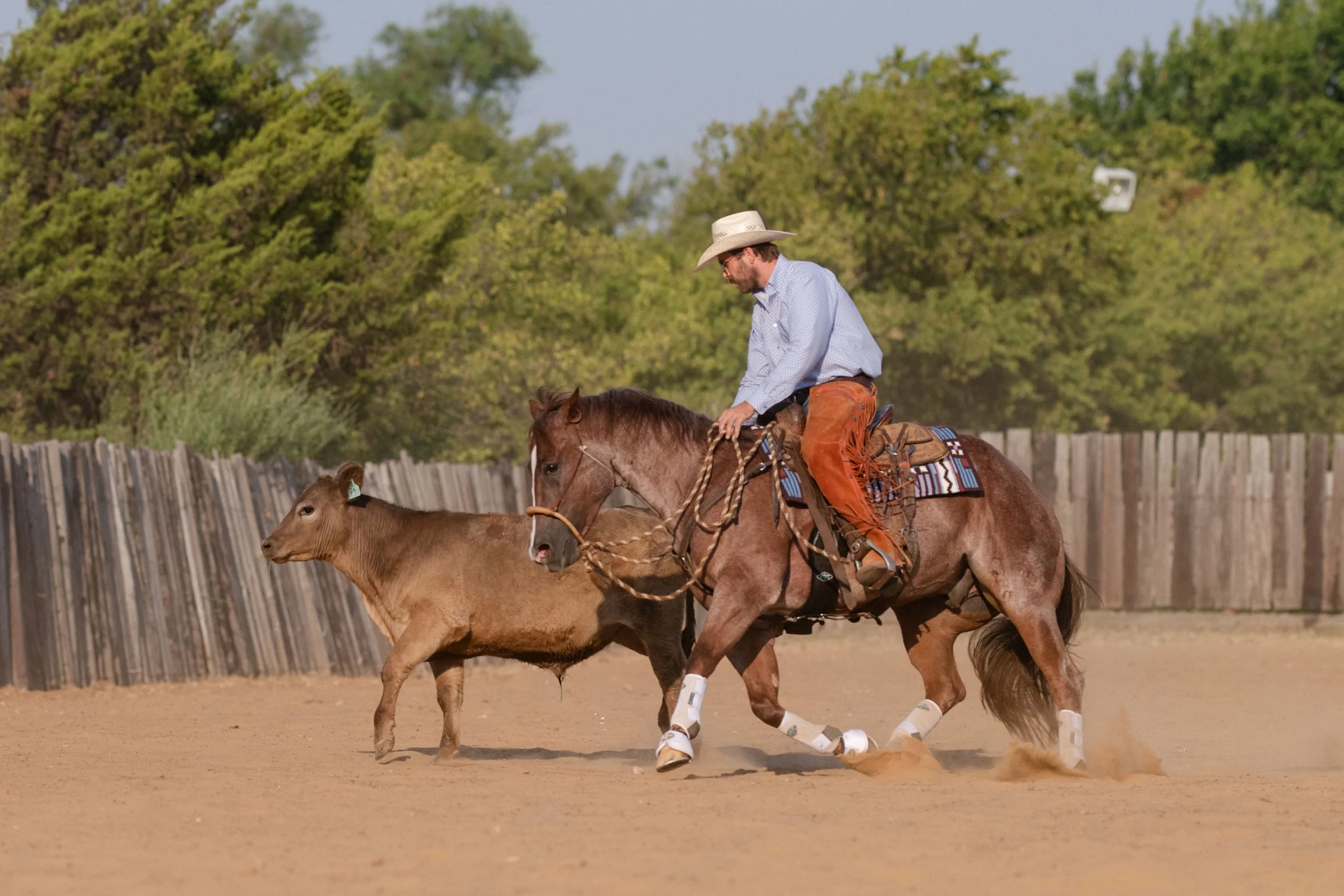 Reined cow horse trainer, working a cow on a red roan horse. Outdoor arena. Texas horse trainer.