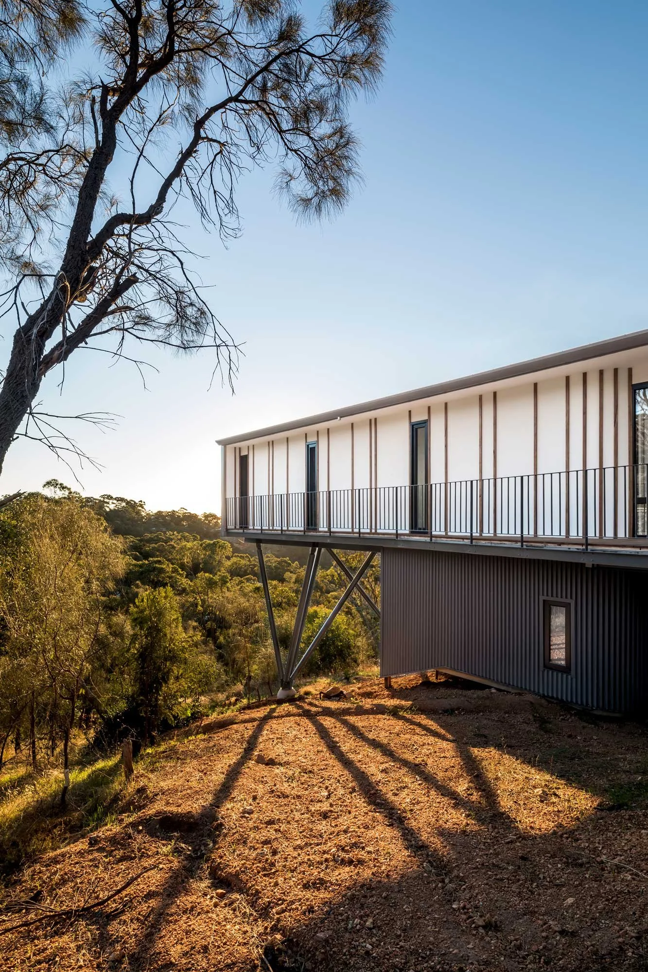 A 45-degree exterior view of a modern white house elevated on stilts. The fine needles of a Sheoak tree frame the structure, with the dense green foliage of the Australian bush stretching across the background.