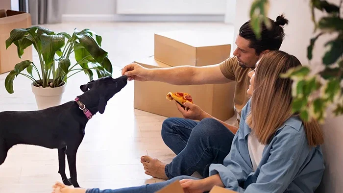Toronto Pet Moving