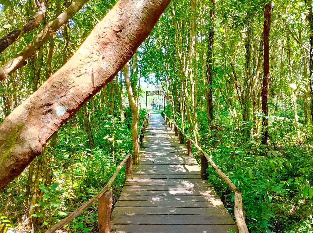 Hidden spring mangrove in the countryside of Cambodia with a wooden deck in the middle.
