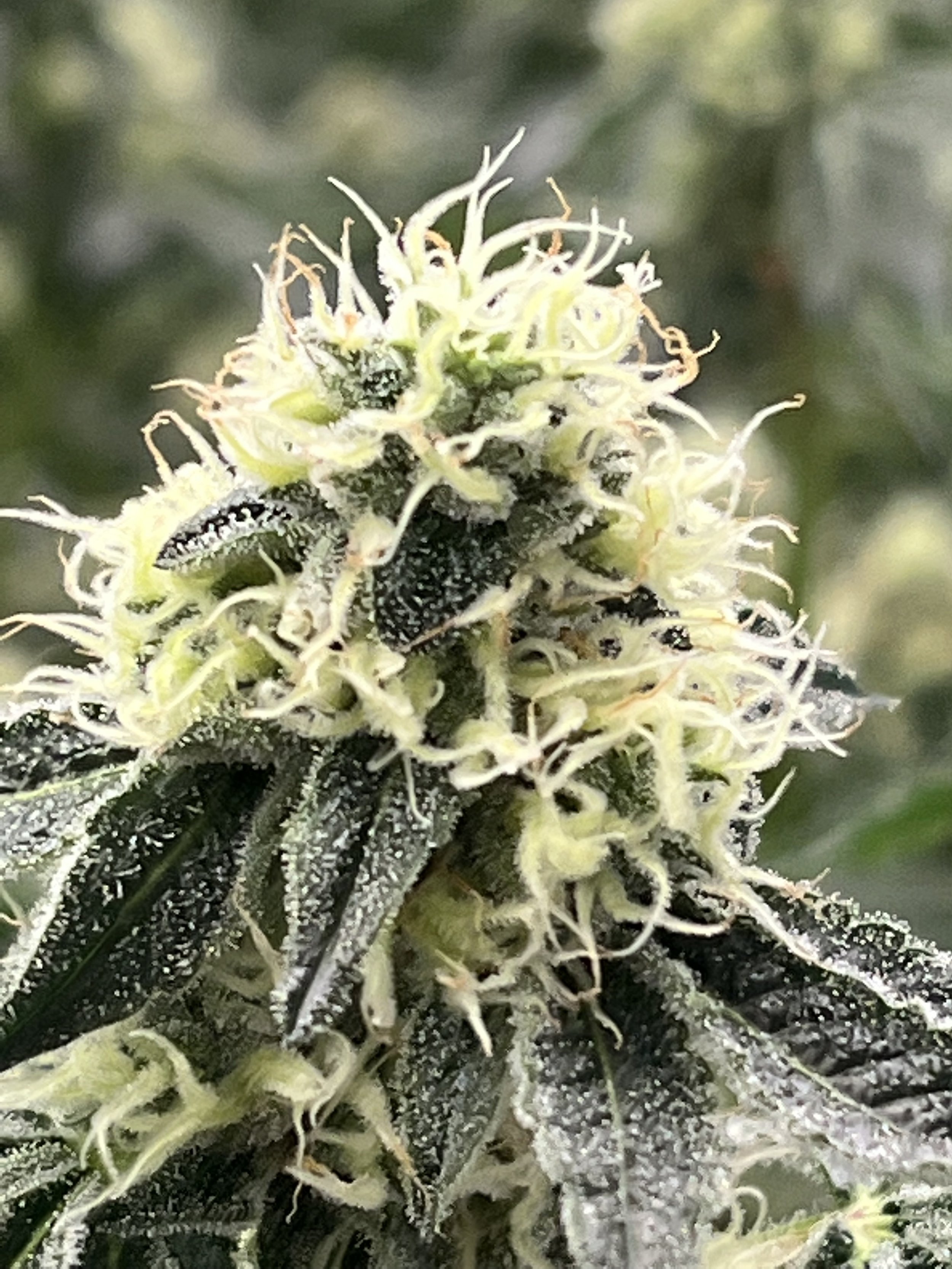 Sour D