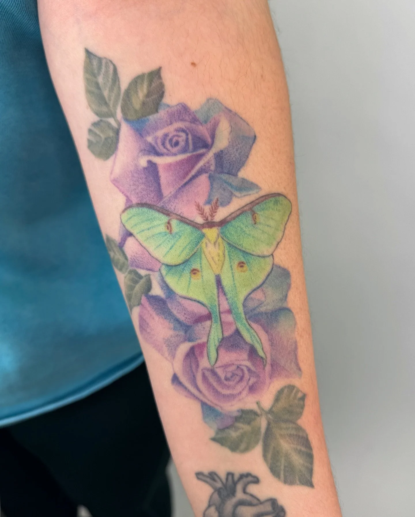 ✧ Luna Moth &amp; Roses ✧
.
Healed!  Tori came back to get her new addition with pink Azalea flowers with a Monarch butterfly ( my last post ), and I got to see how this Luna moth tattoo healed! 
So thrilled to see this tattoo a year later looking ju