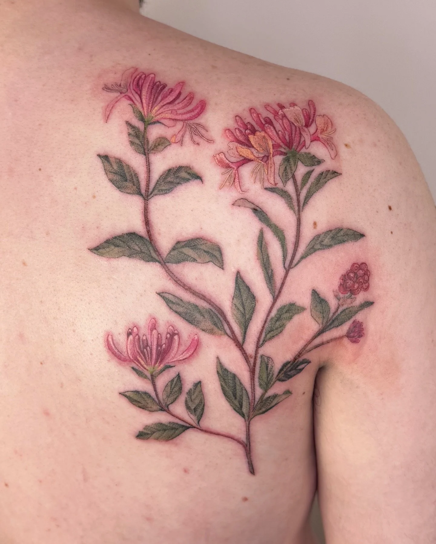 ✧ Honeysuckles
.
I had the opportunity to tattoo two different honeysuckle designs for Jana and Patrick for their first tattoos!! 
This one on the back is Patrick&rsquo;s! 
Thank you so much Patrick for the trust! 
Both of you were such a pleasure to