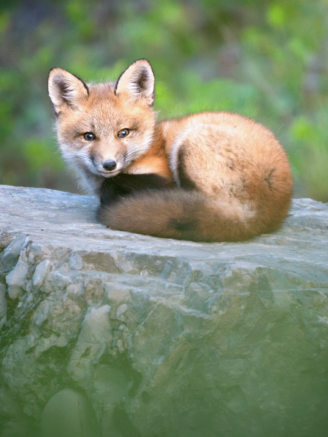 Un petit renard roux allongé sur une roche, regardant vers l'objectif, avec un fond de végétation verte