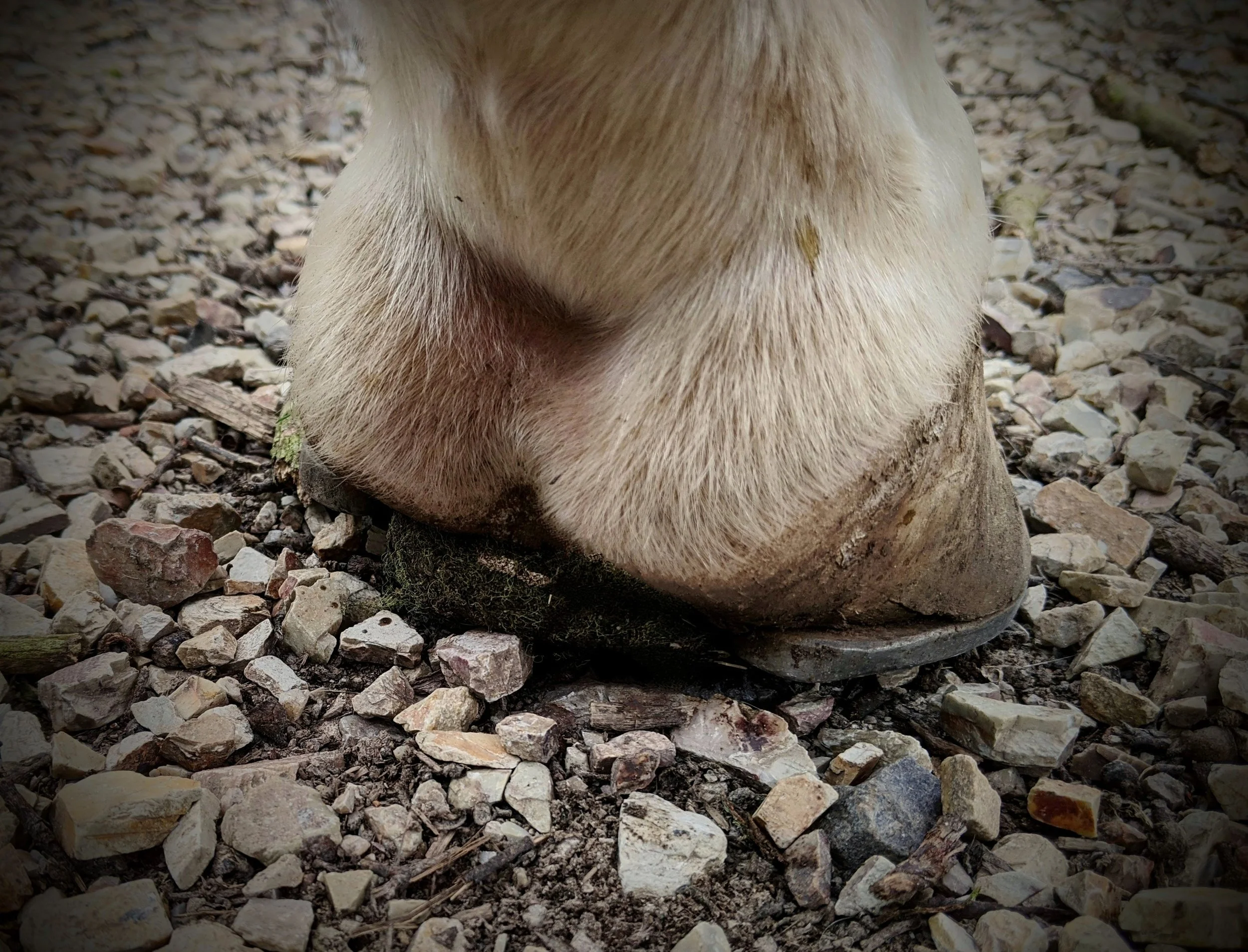 Close-up of a horse's hoof on gravel ground.