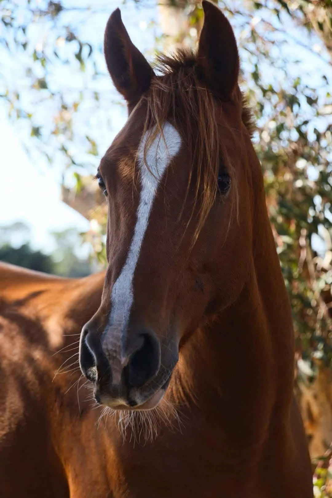 Testimonials Pippa Henderson Bobby 3.jpeg