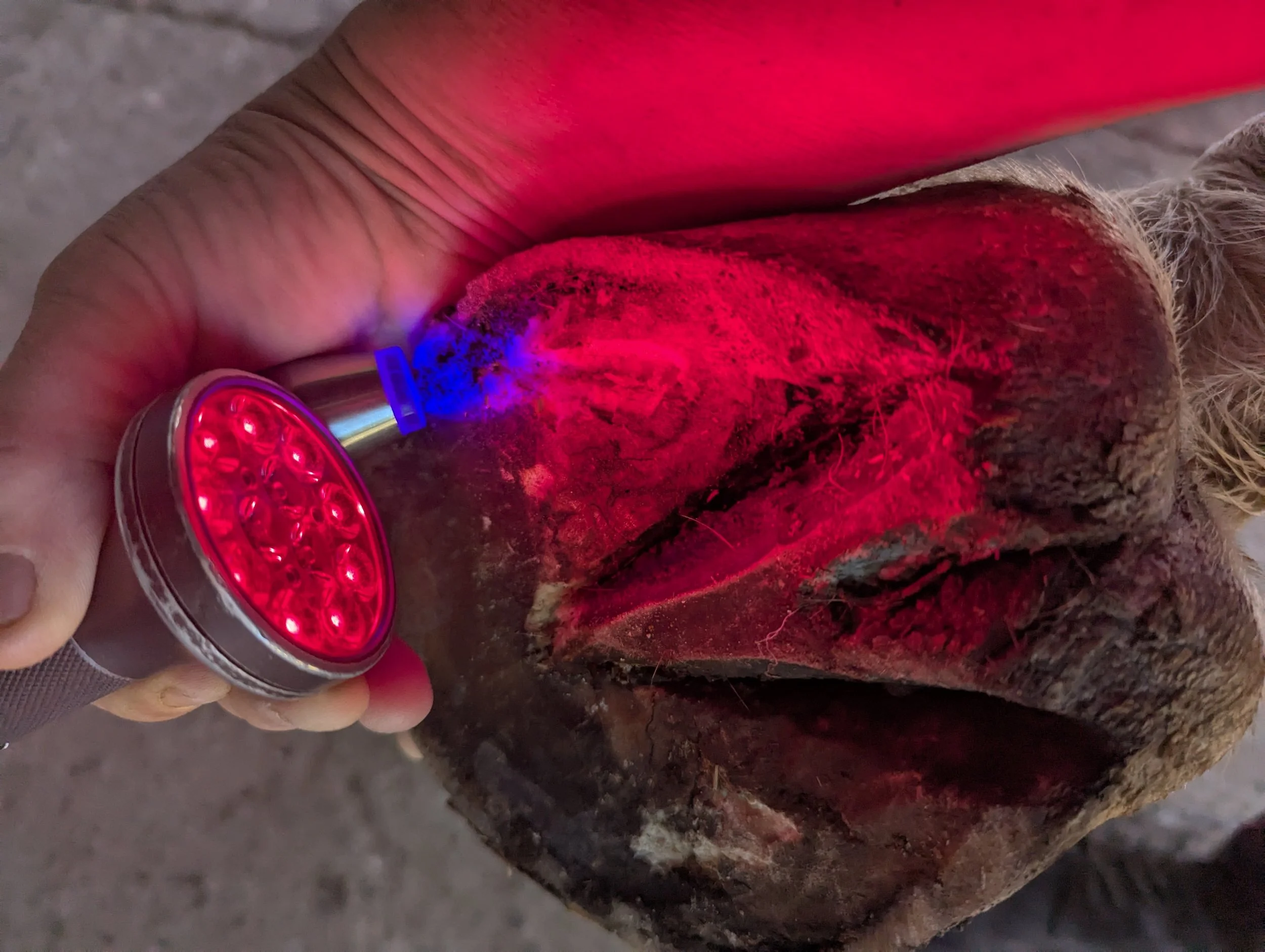 Services red and blue on hoof.jpg