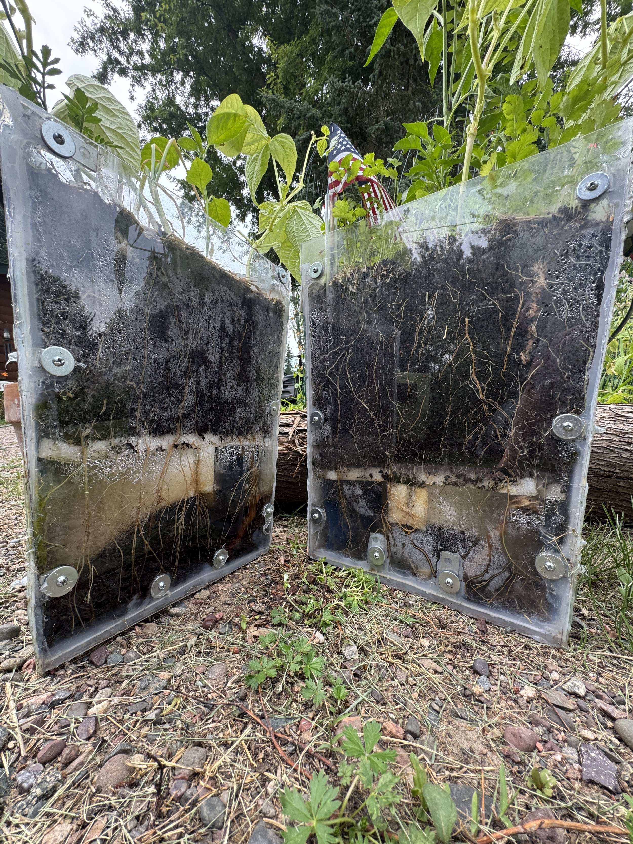 Two clear plastic containers filled with soil, showing plant roots, sitting on rocky ground in a garden with green plants and American flags in the background.