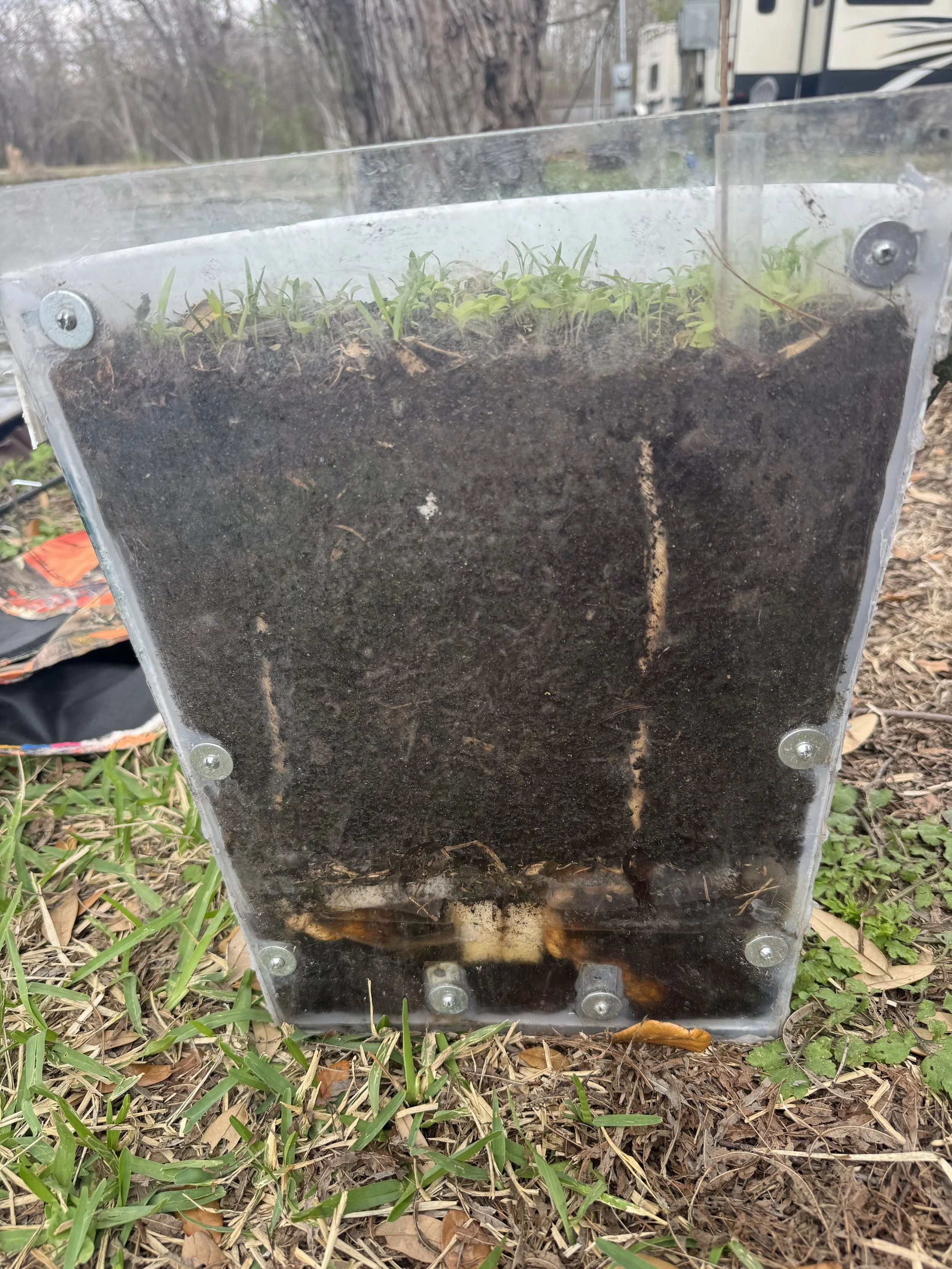 How plants pull water through wicks (and why it works)