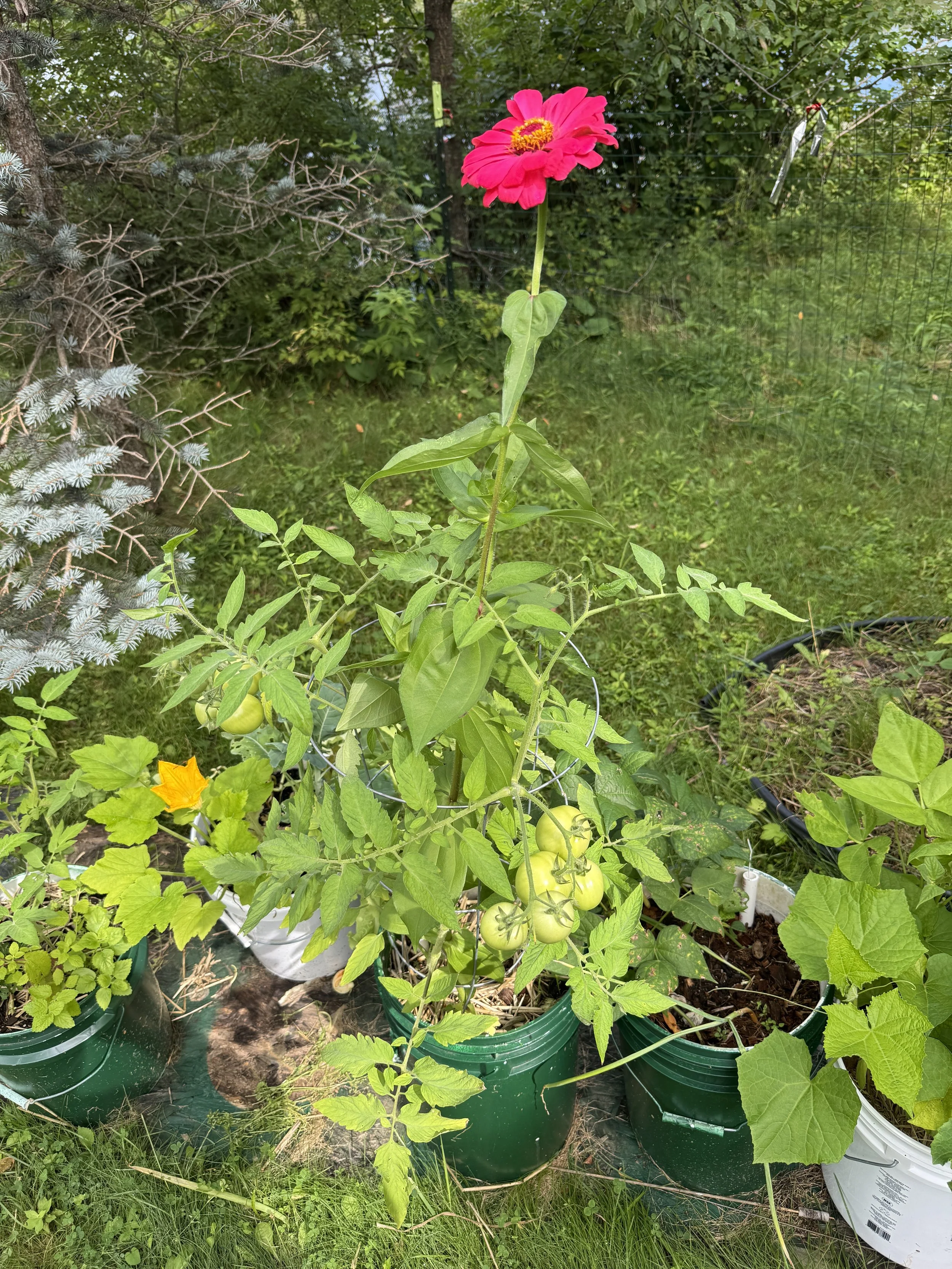 Companion Planting in Containers (6–14 Inch Pots That Actually Work)